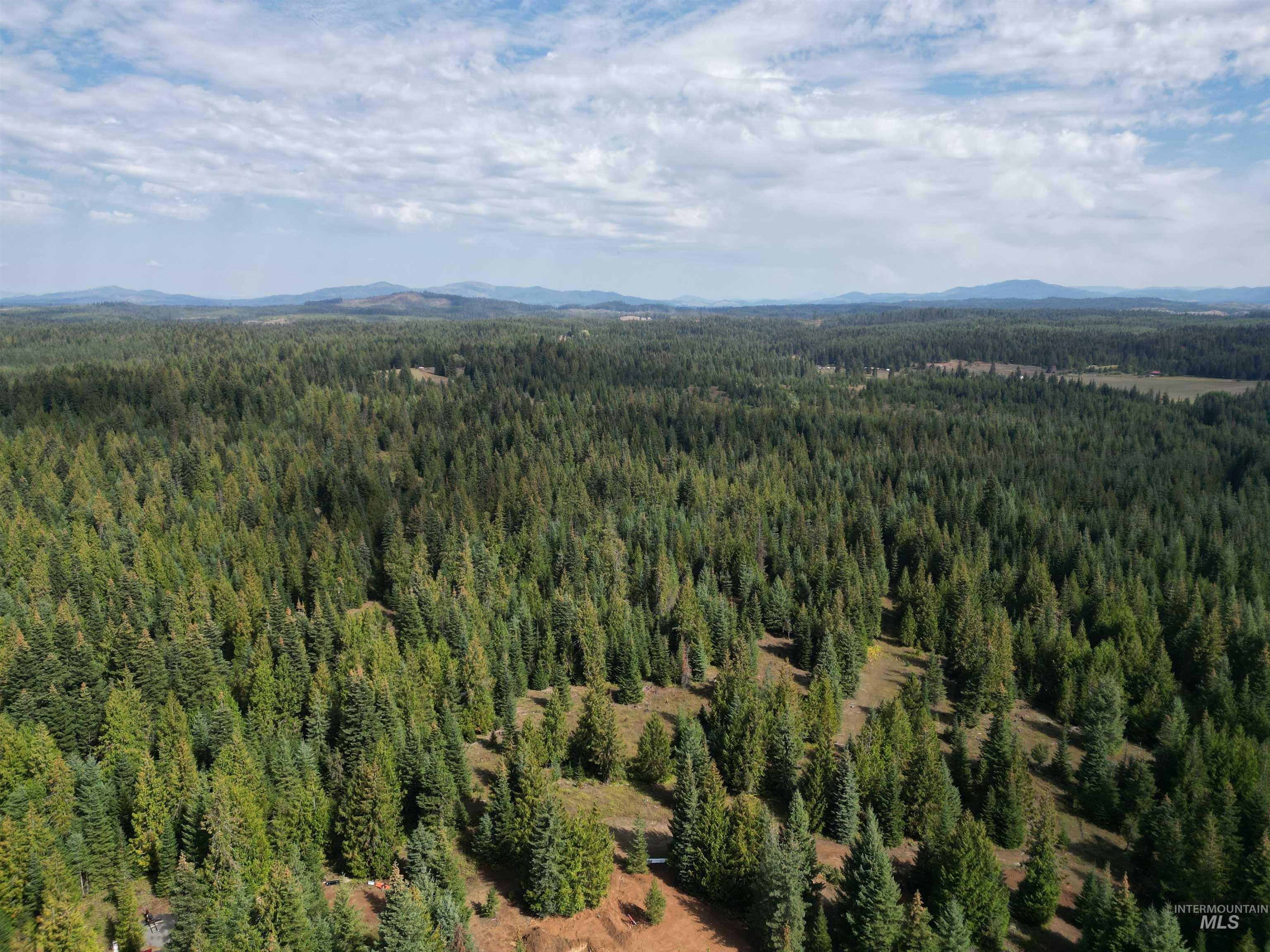 Bird's eye view of a mountain backdrop and a forest