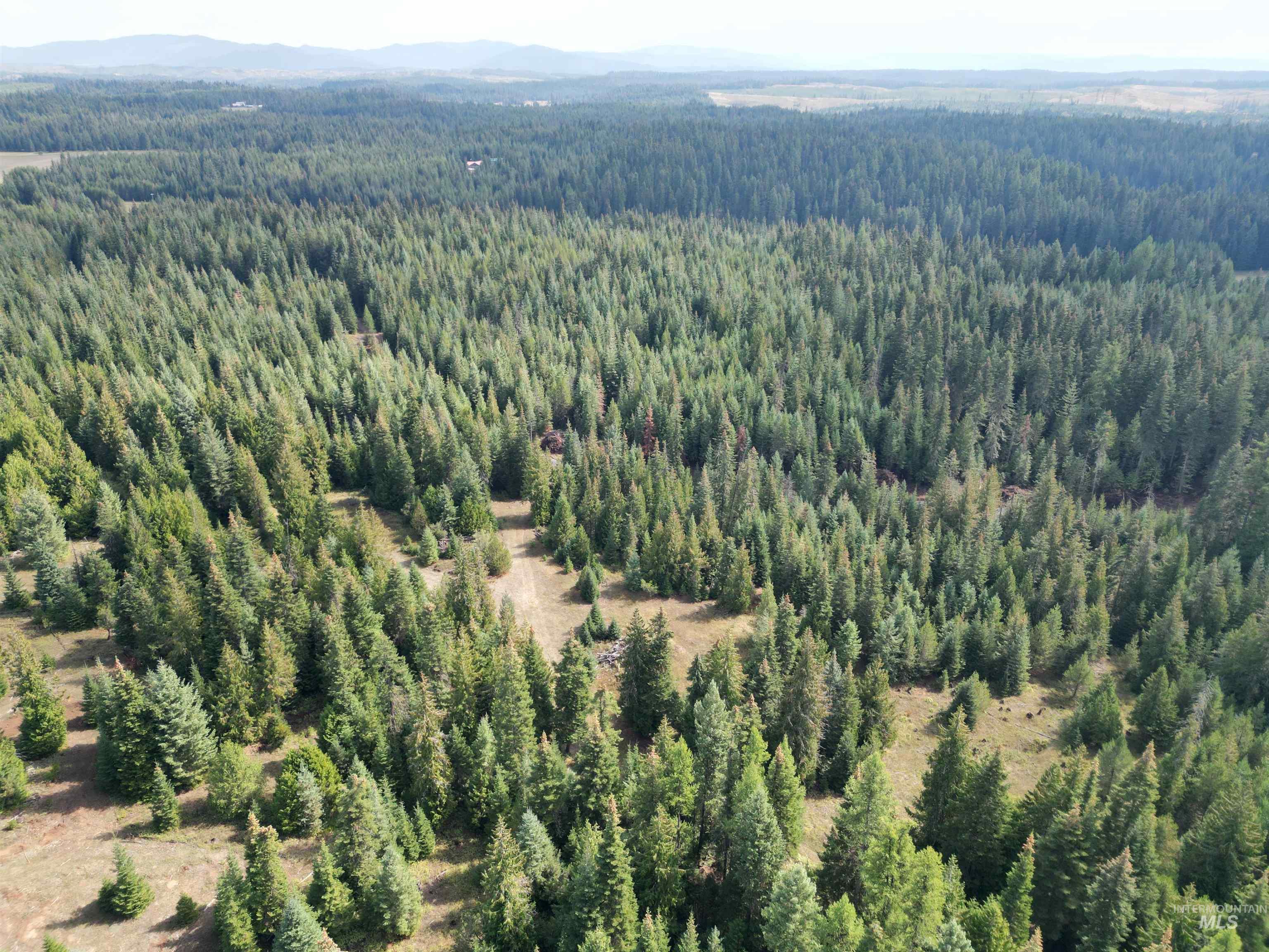 Bird's eye view of a heavily wooded area and a mountain backdrop