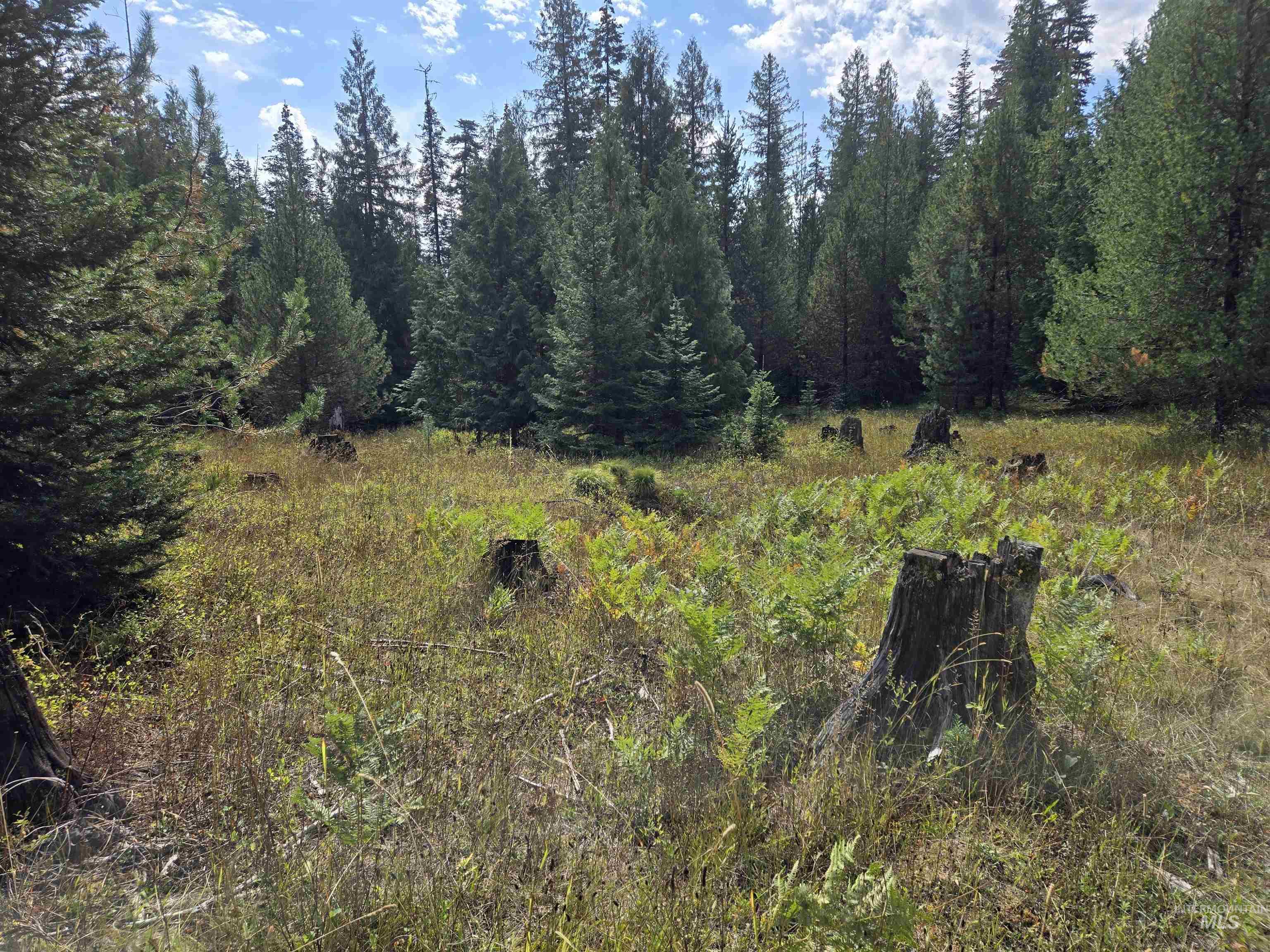 View of local wilderness