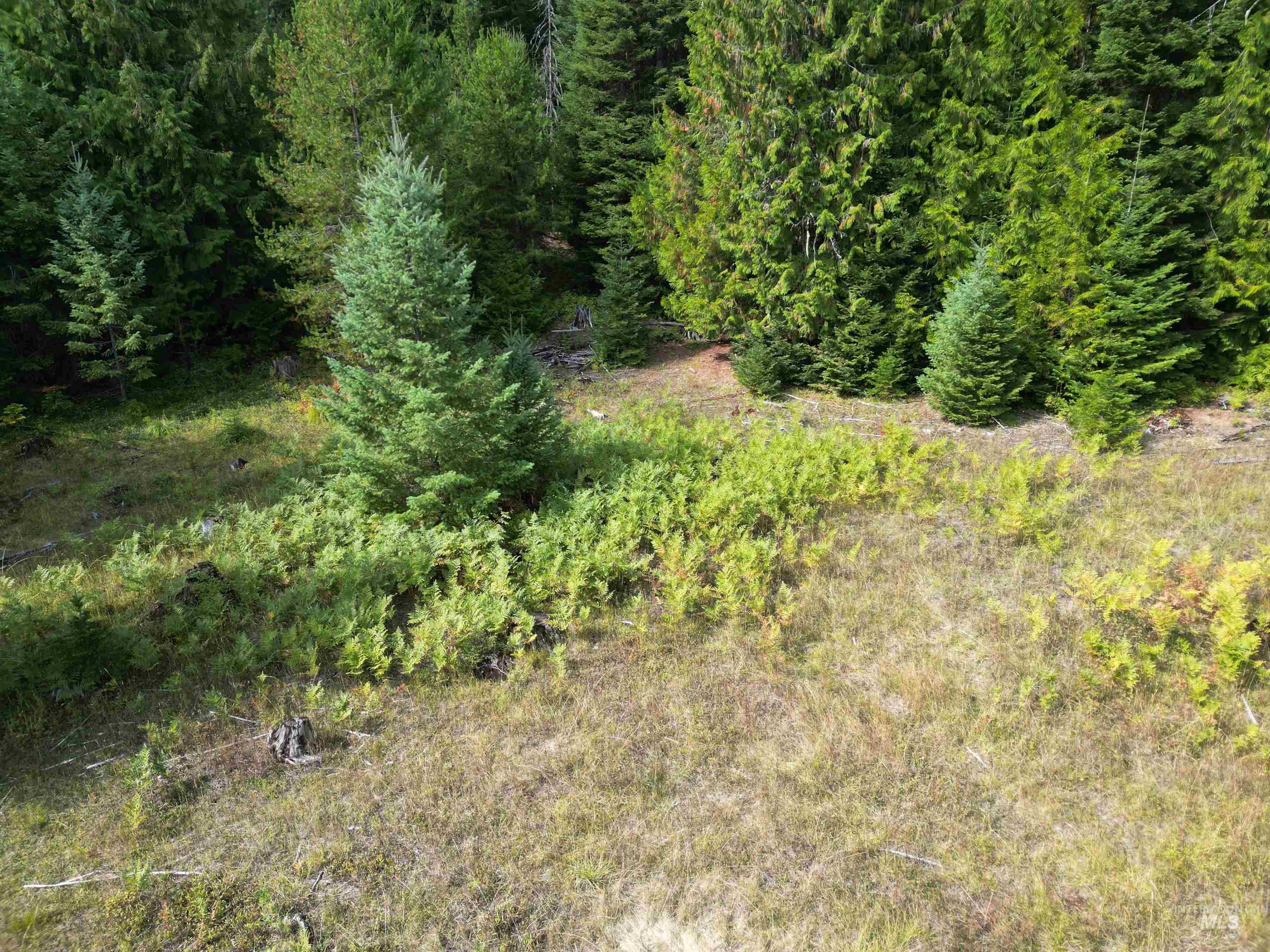 View of local wilderness