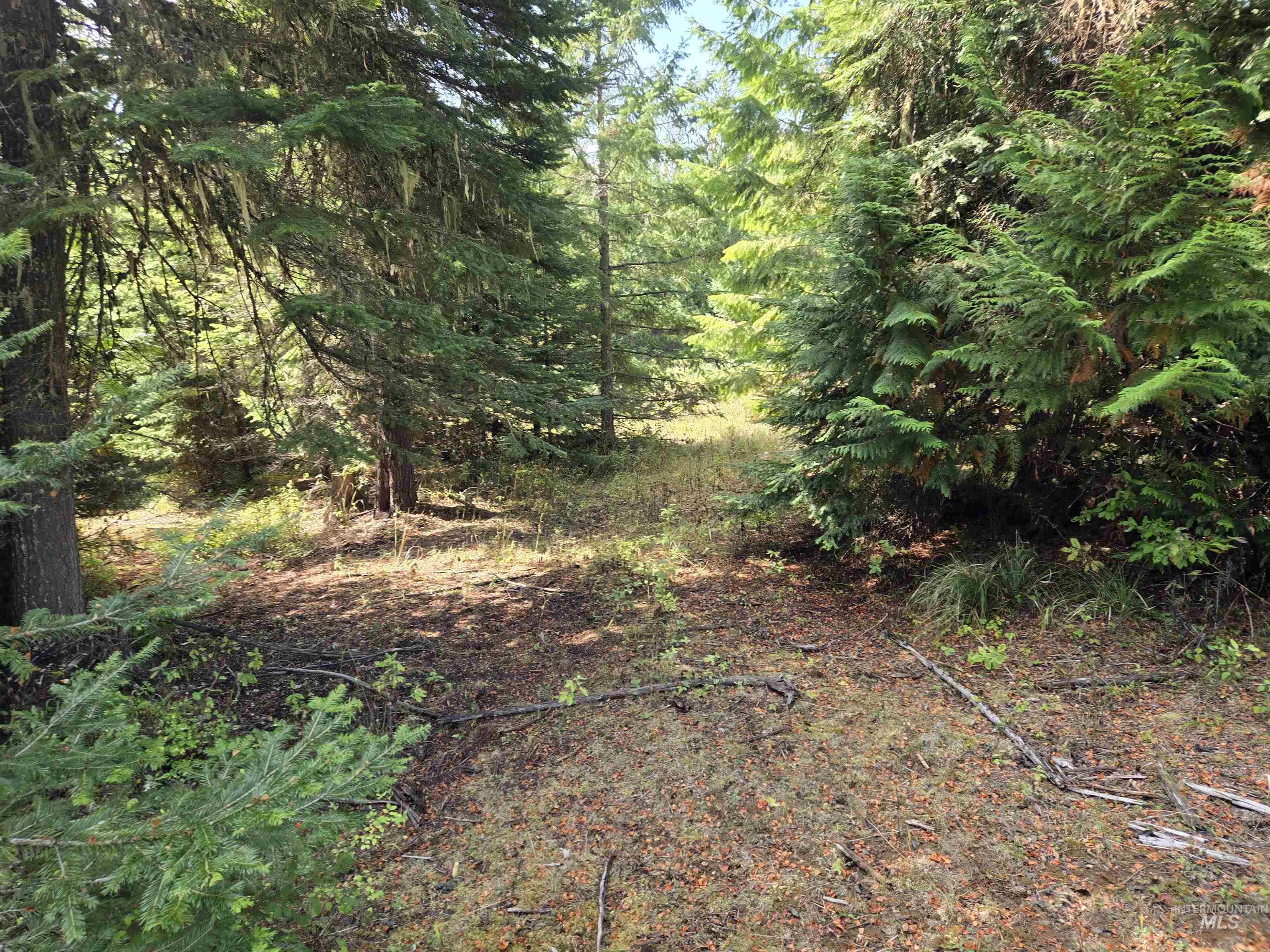 View of tree filled area