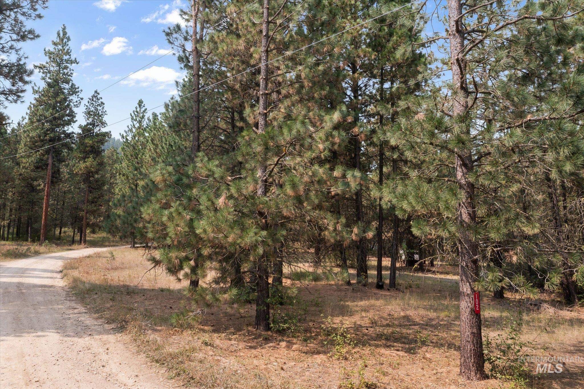 View of dirt / gravel road featuring a forest view