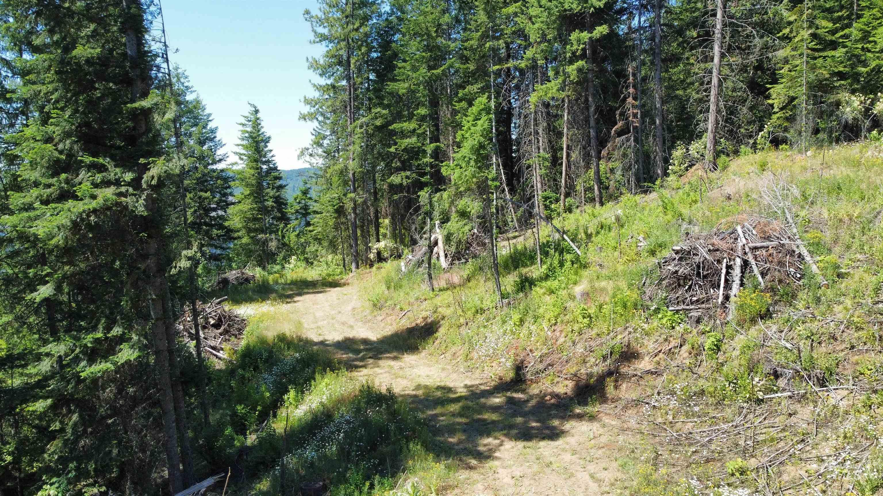 View of wooded area