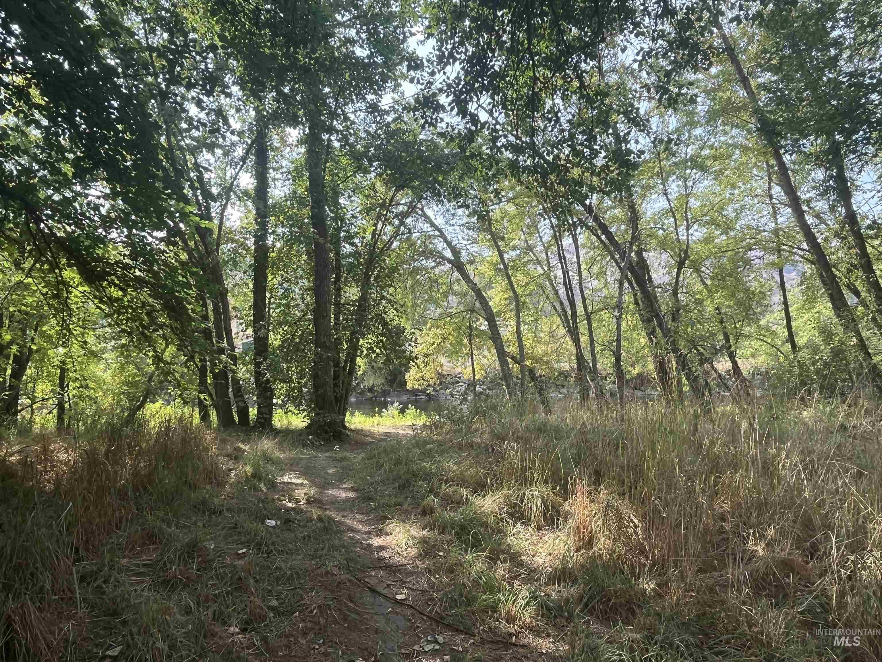 View of tree filled area