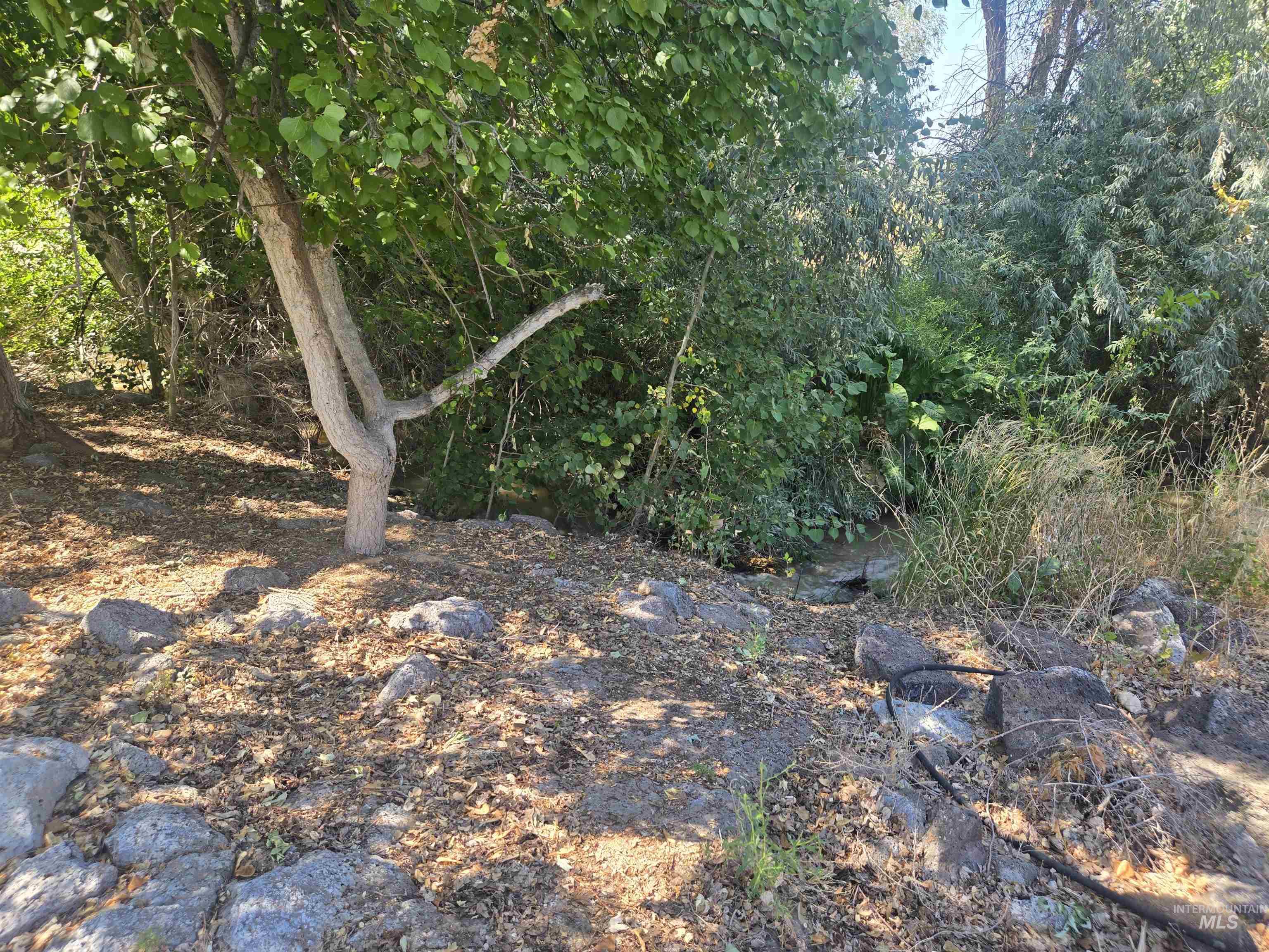 View of local wilderness