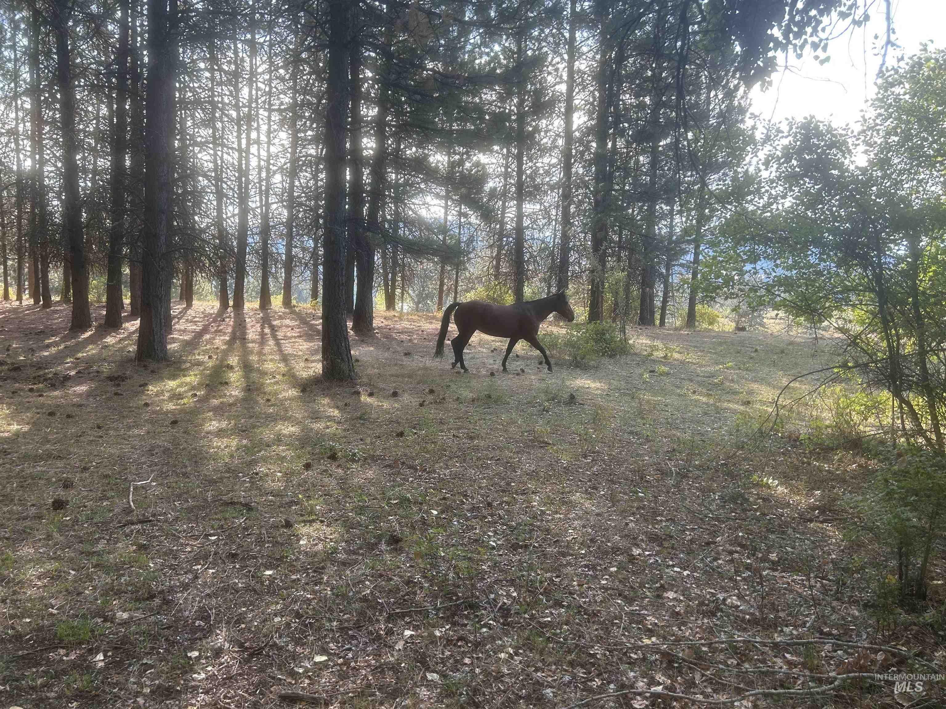 View of local wilderness