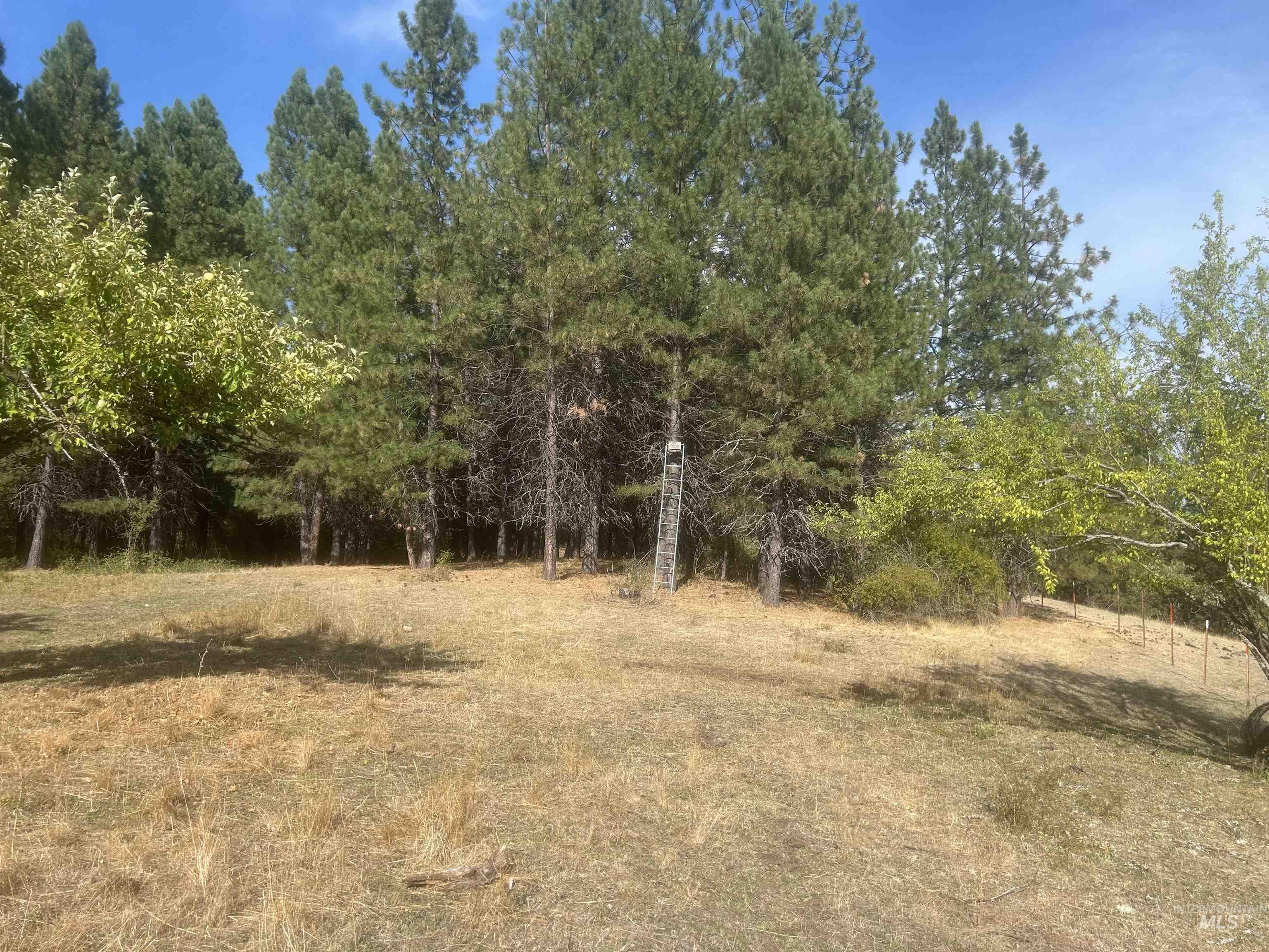 View of local wilderness