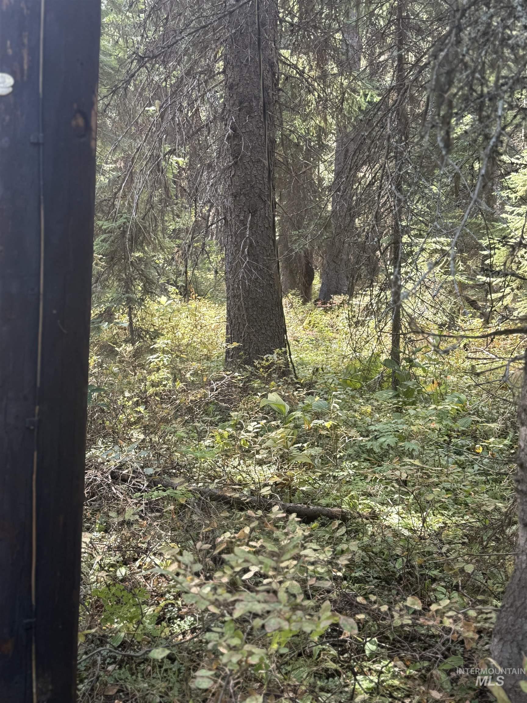 View of woods