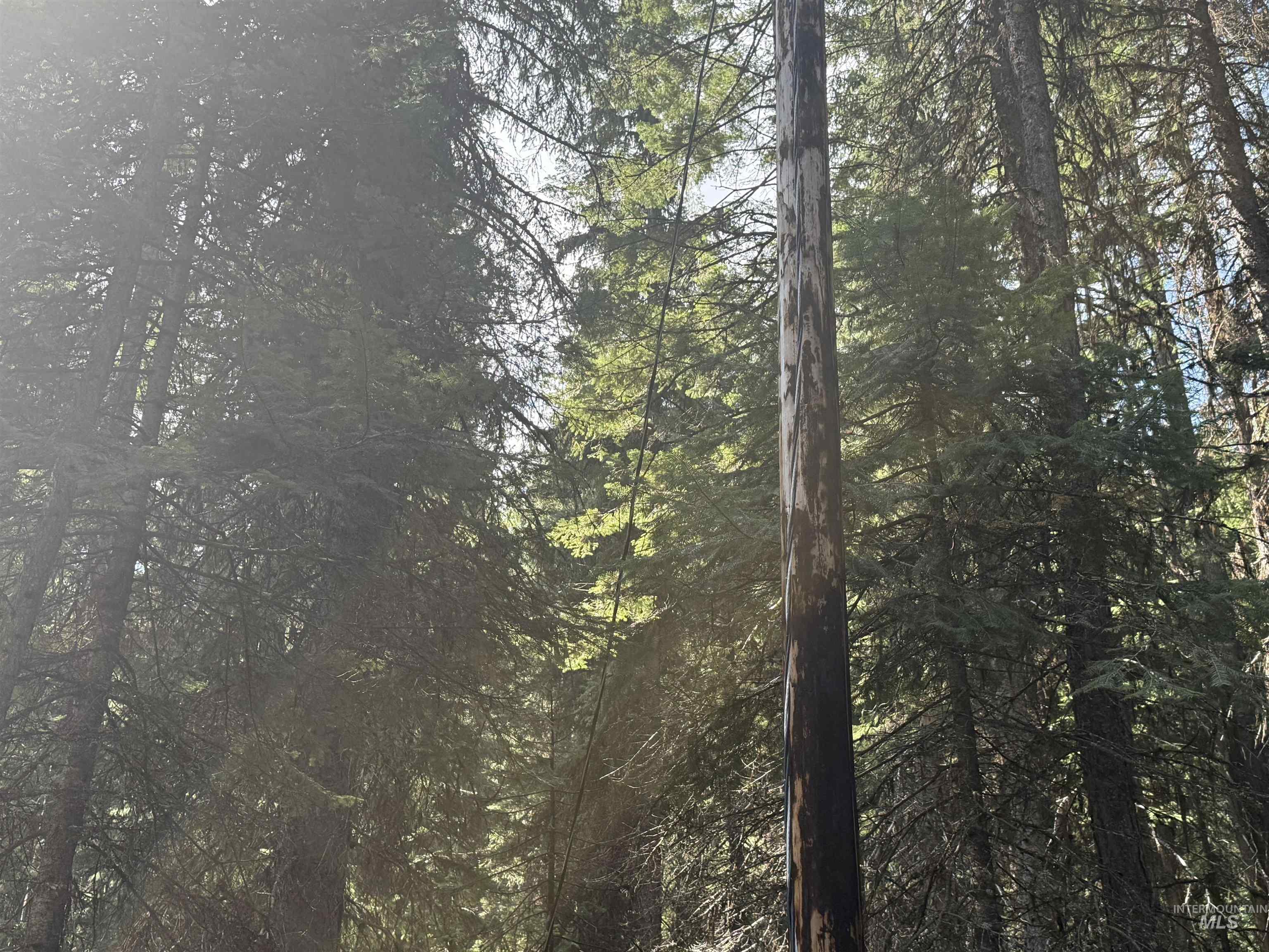 View of woods