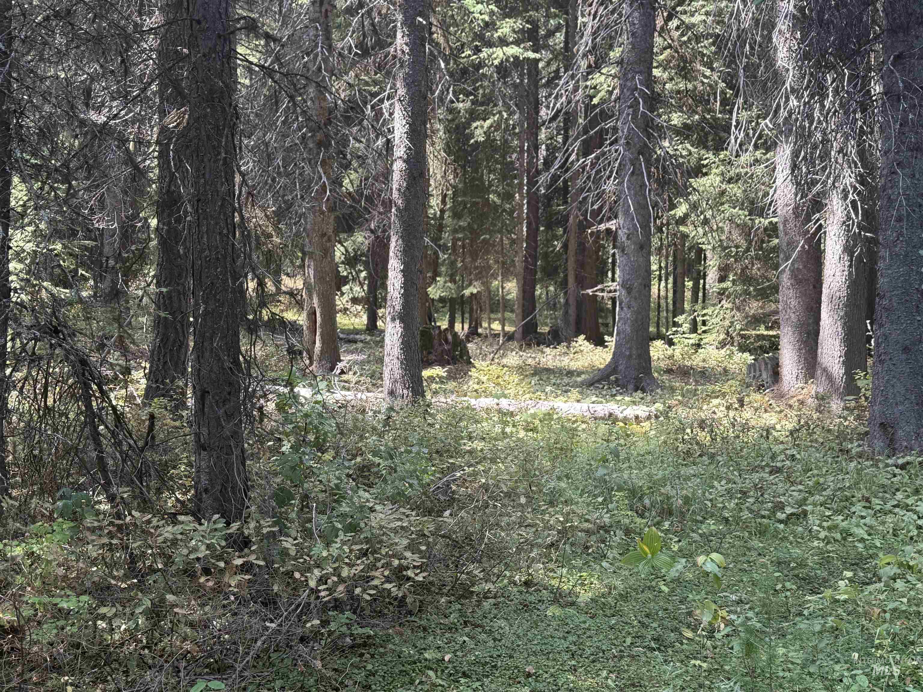 View of woods