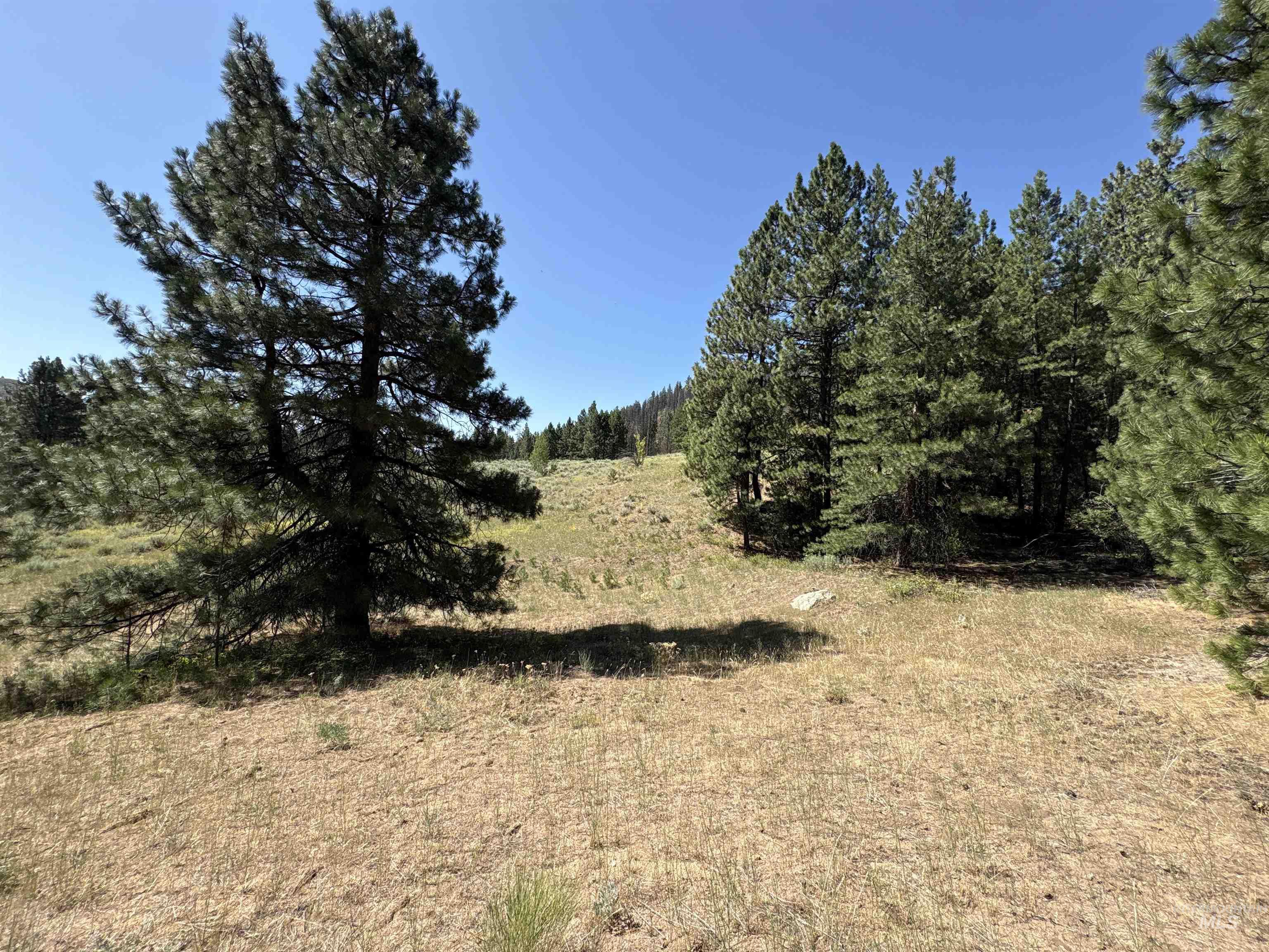 View of tree filled area