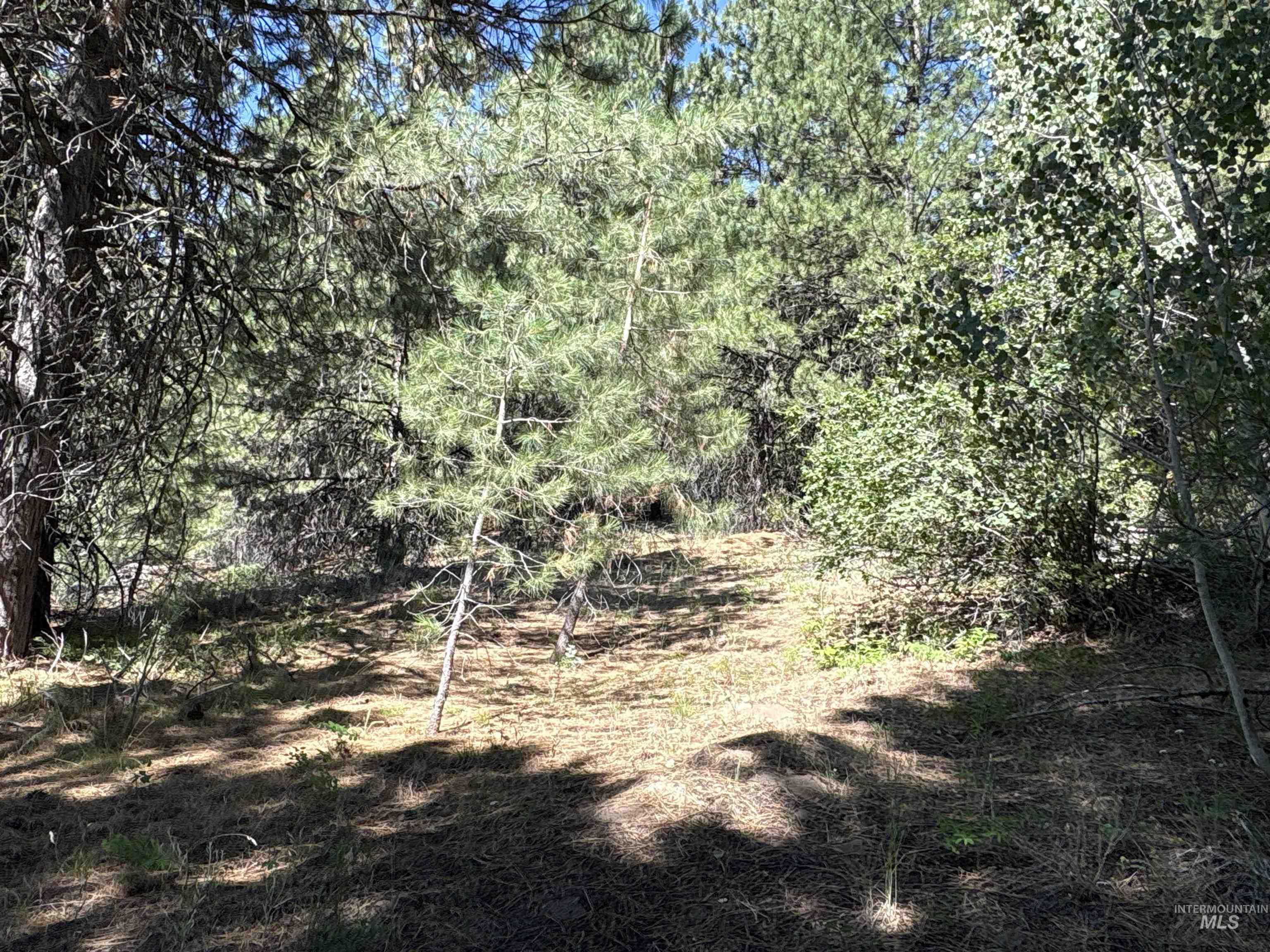 View of local wilderness