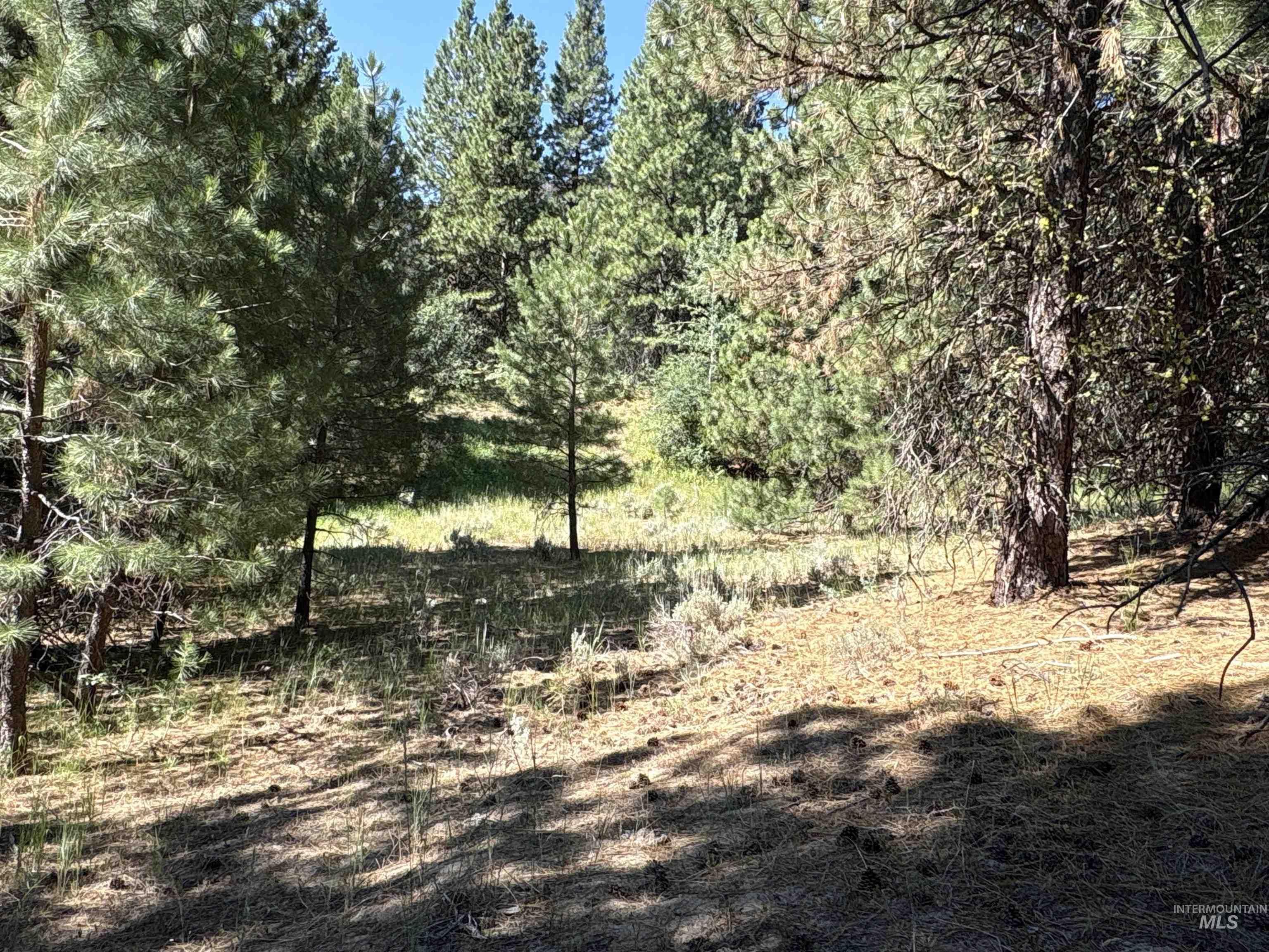 View of woods