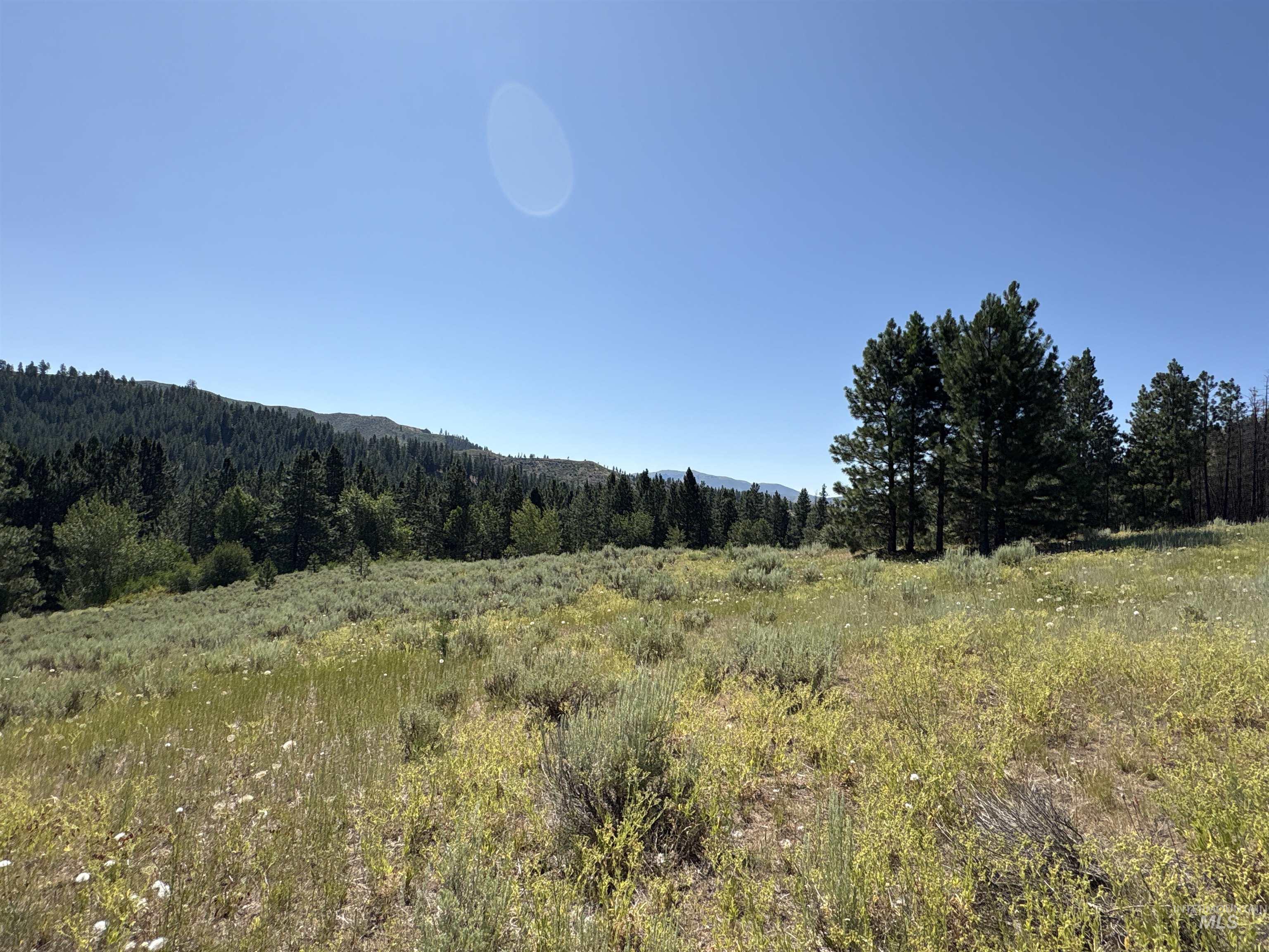View of tree filled area
