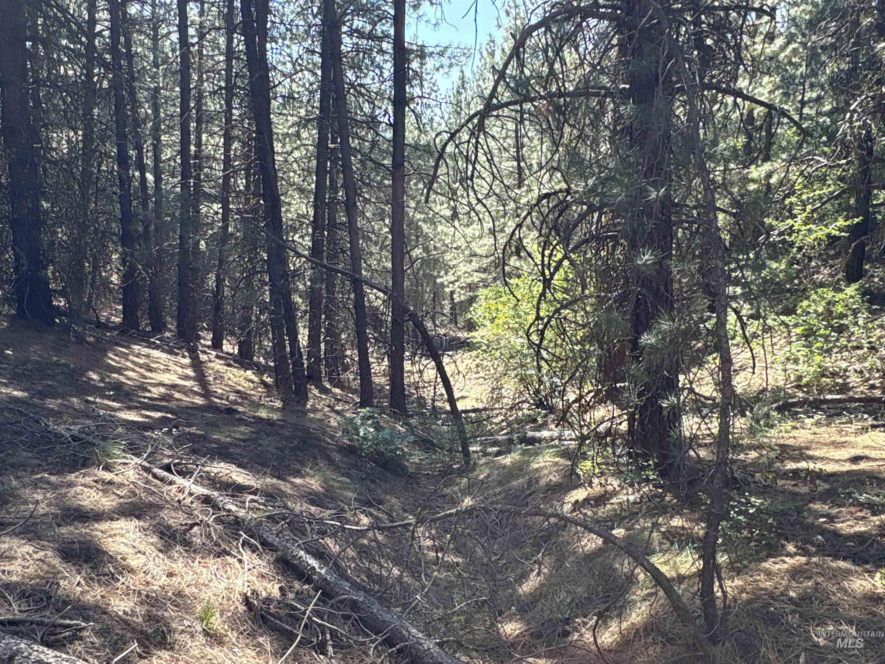 View of nature