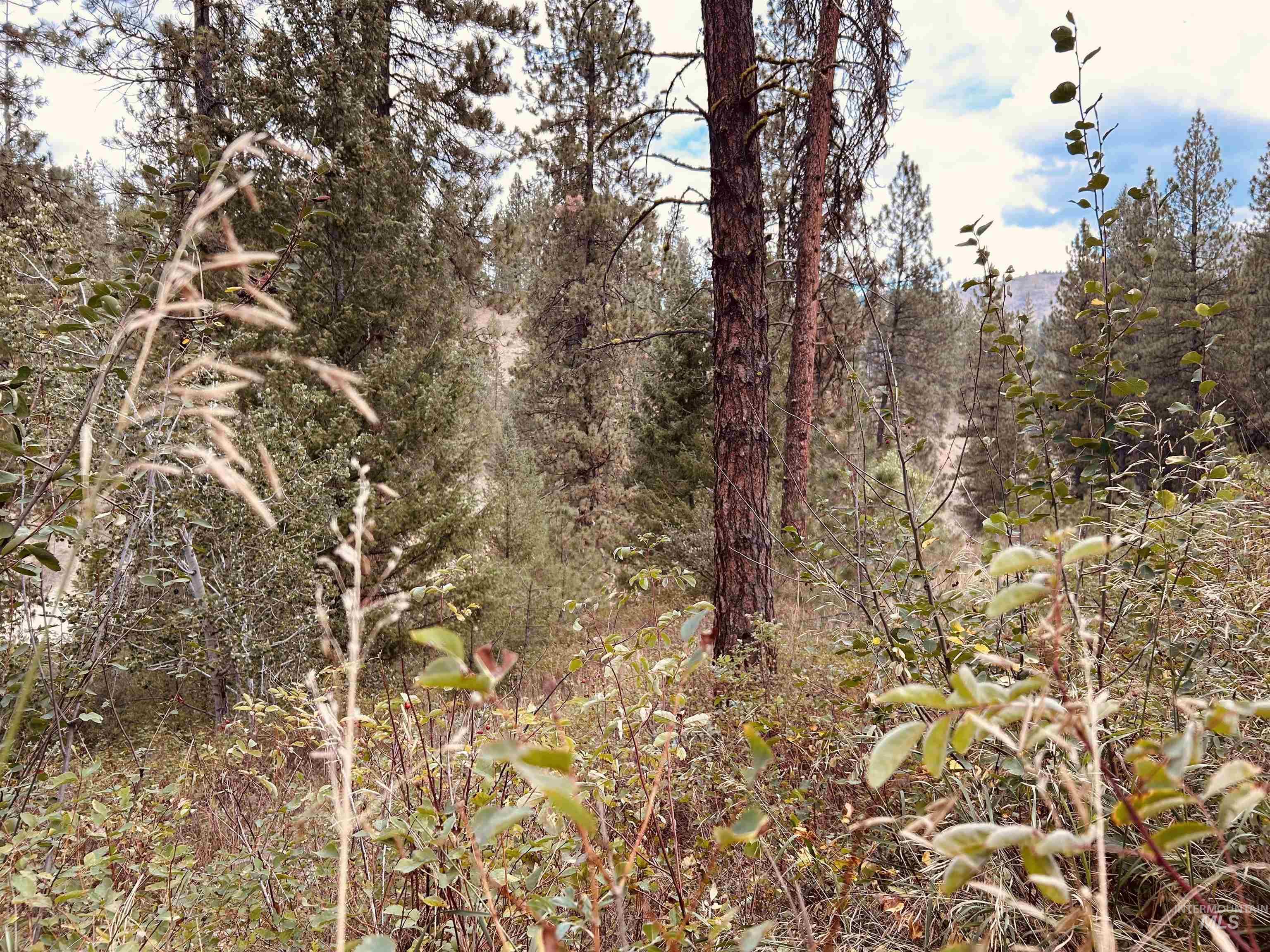 View of wooded area
