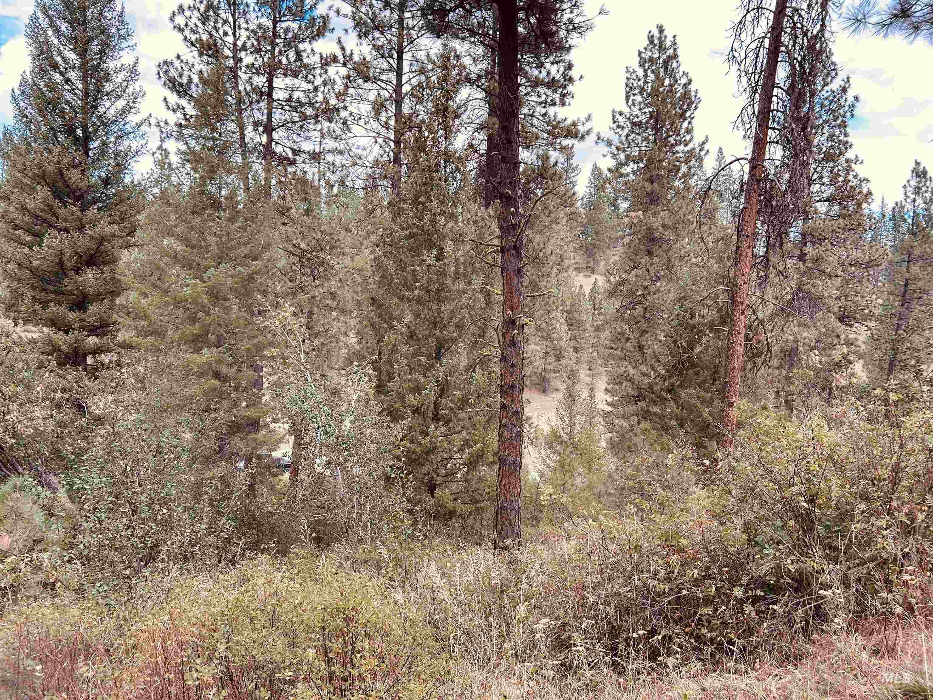 View of wooded area