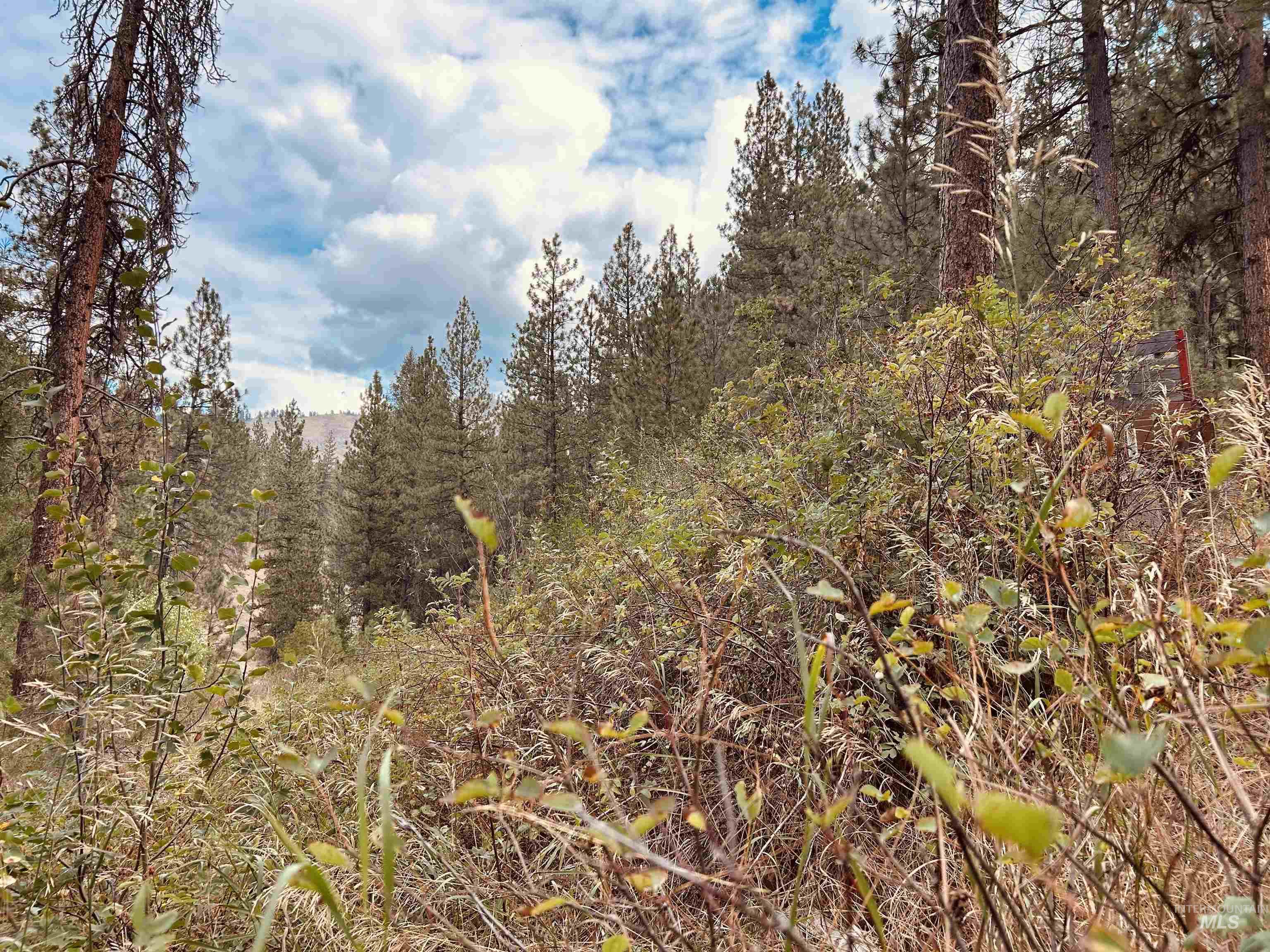 View of wooded area