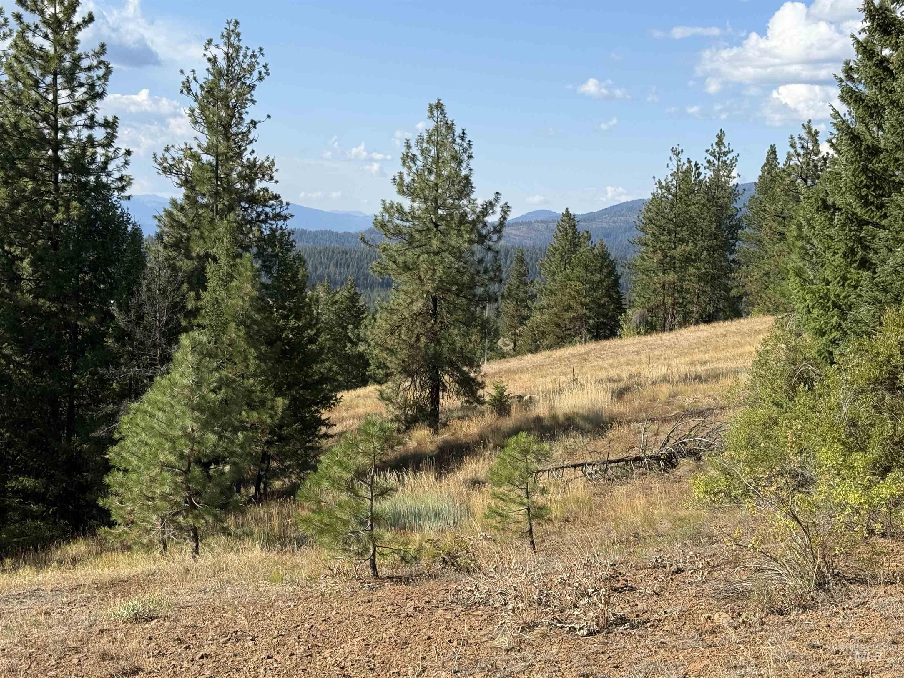Mountain view featuring a forest