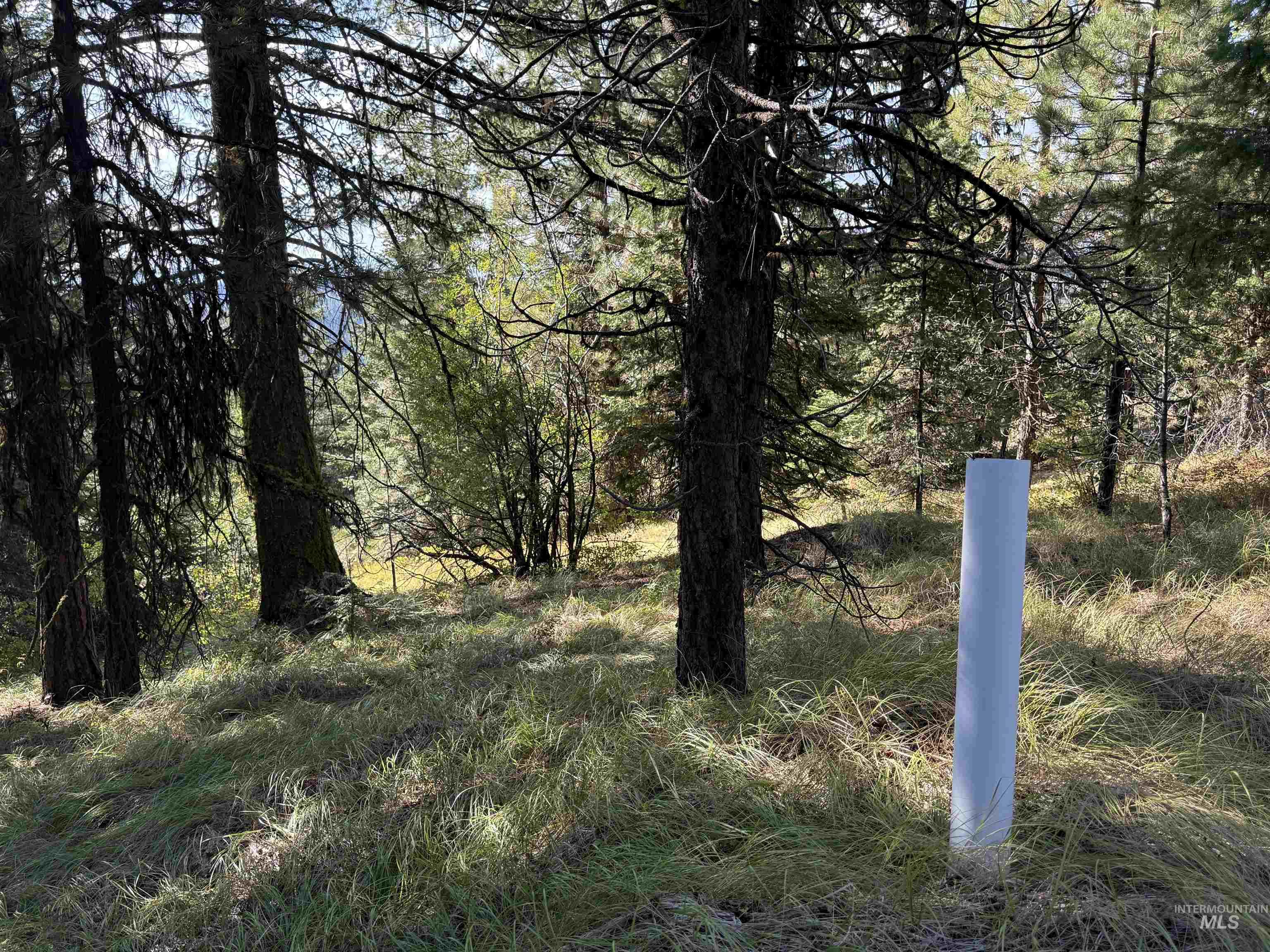 View of local wilderness