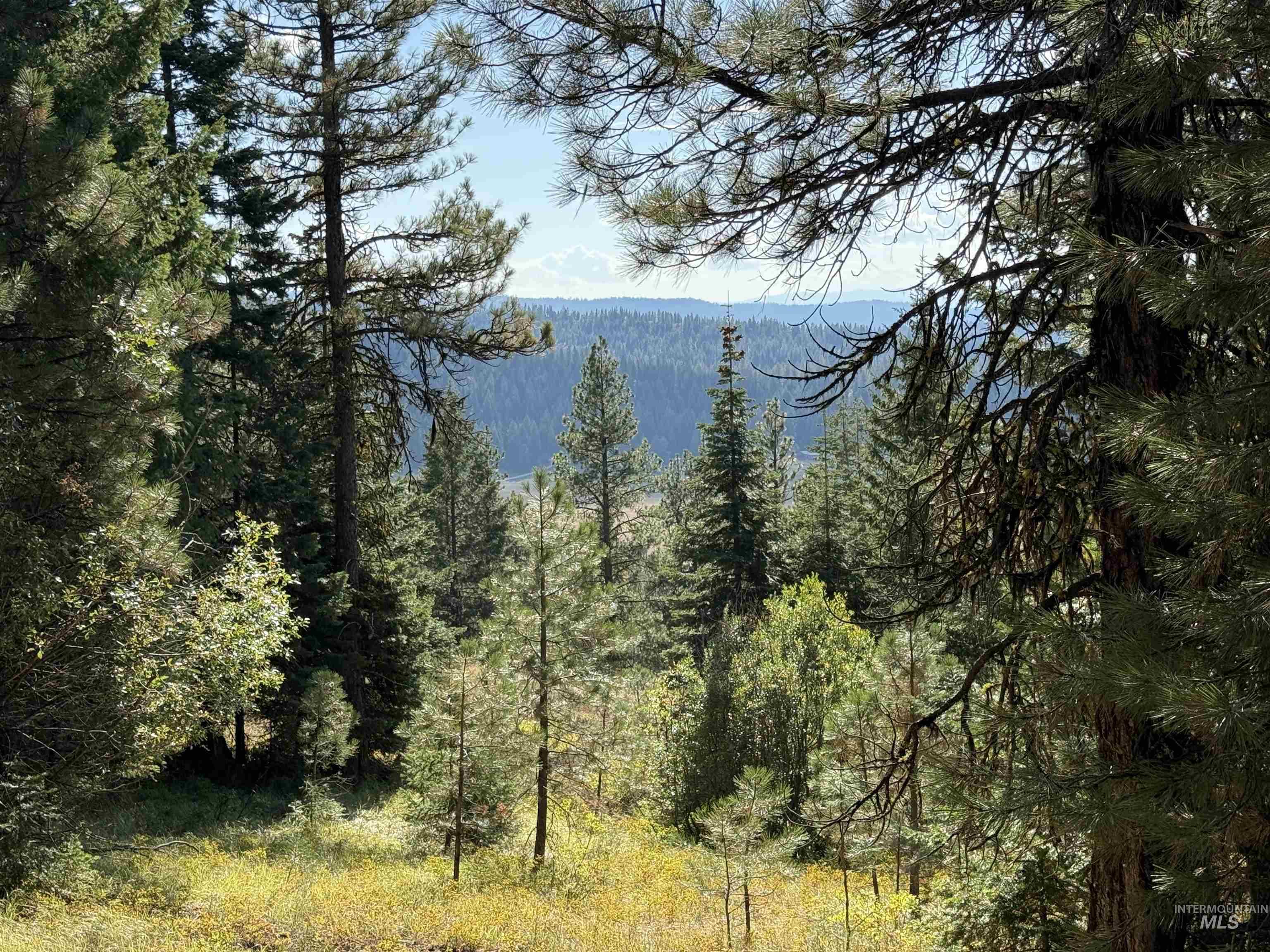 Water view featuring a forest