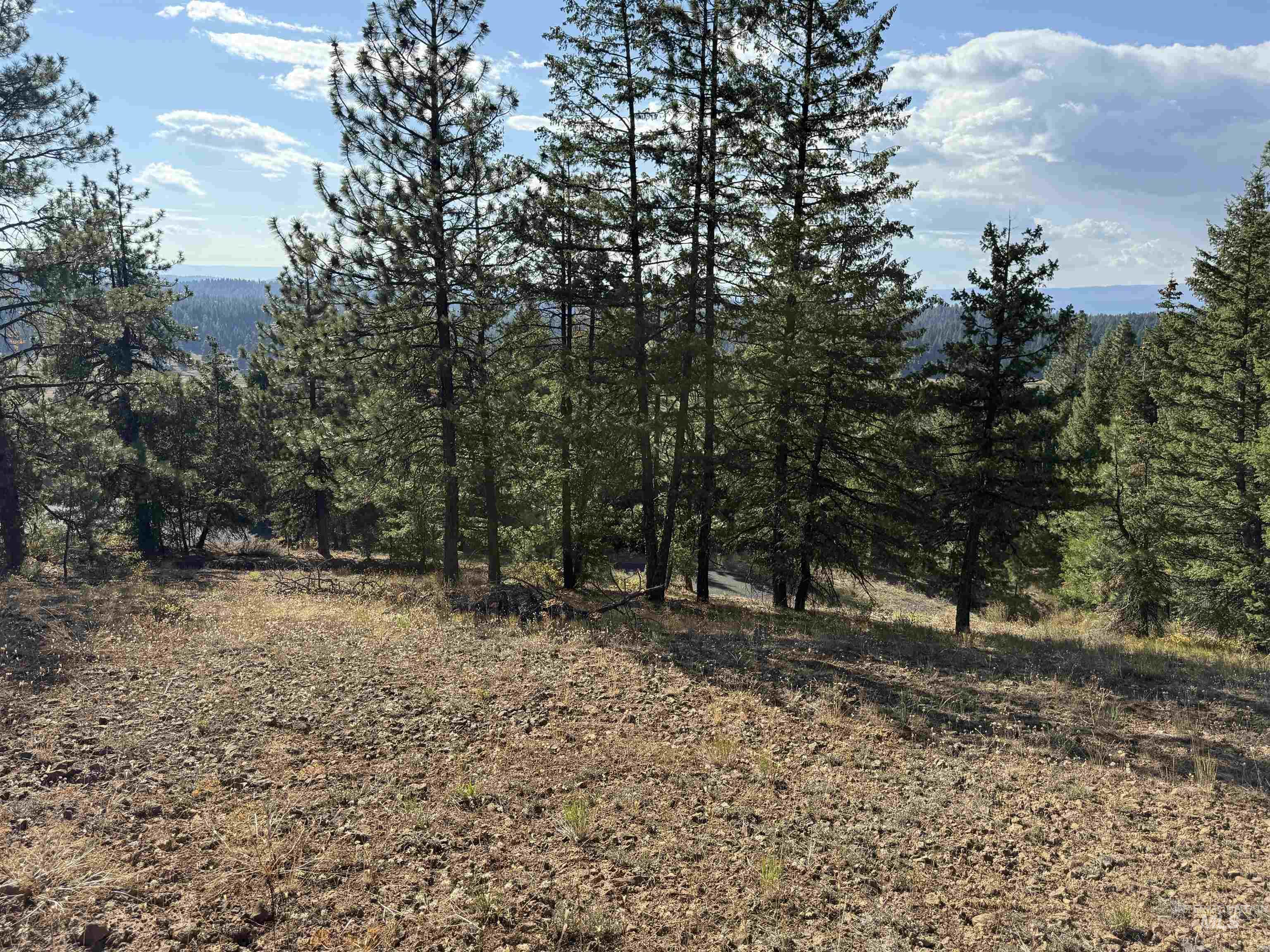 View of wooded area