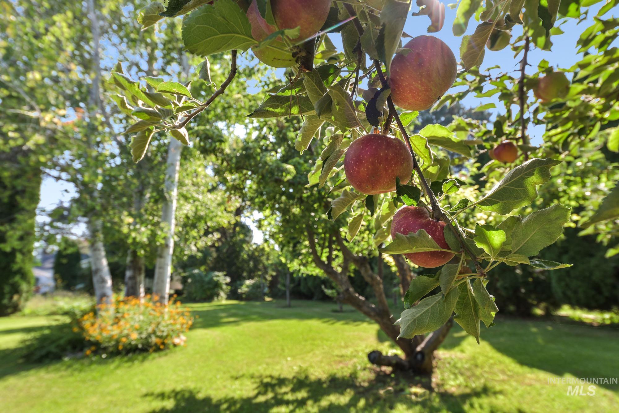 View of yard and fruit trees