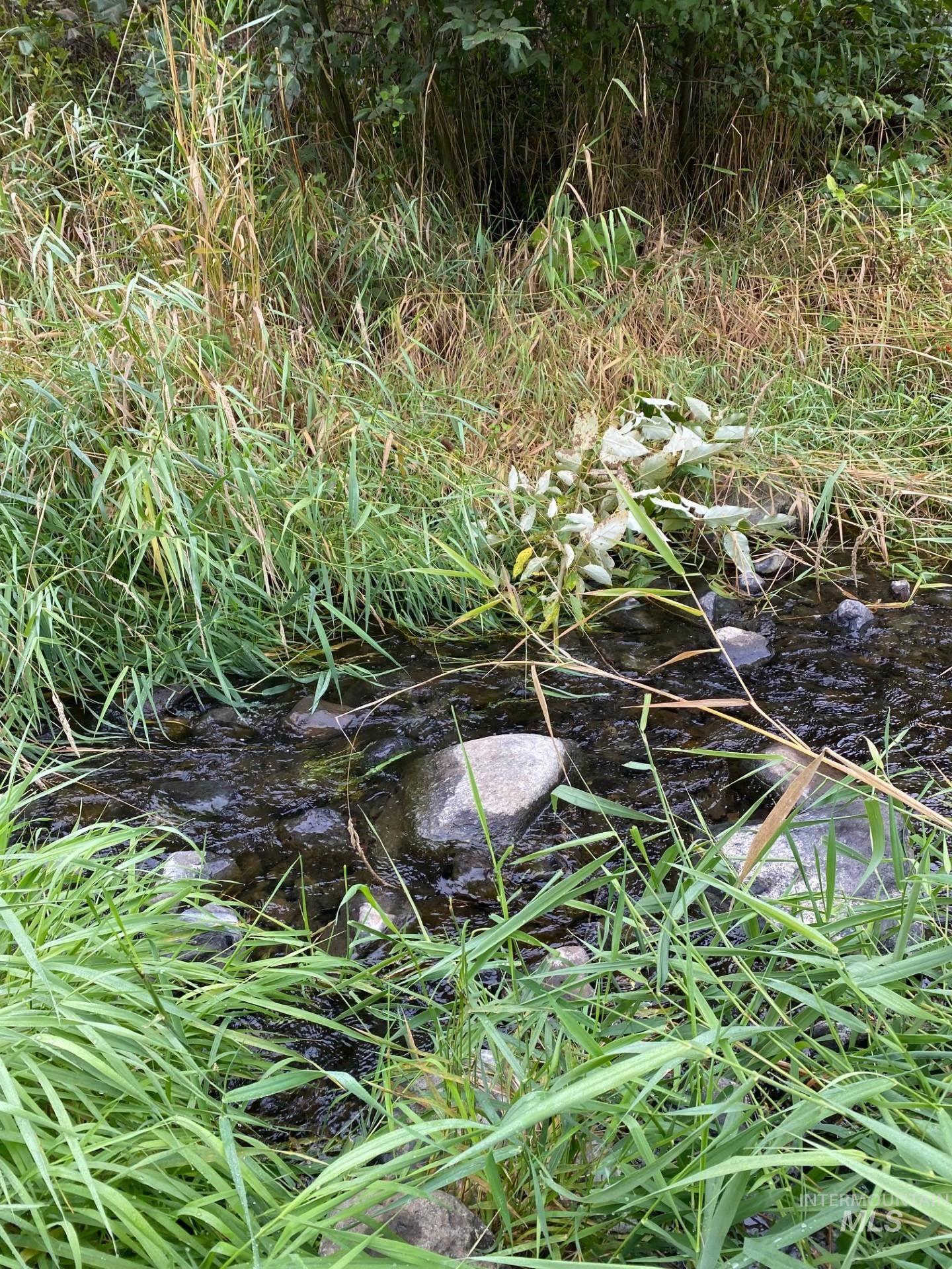 View of local wilderness