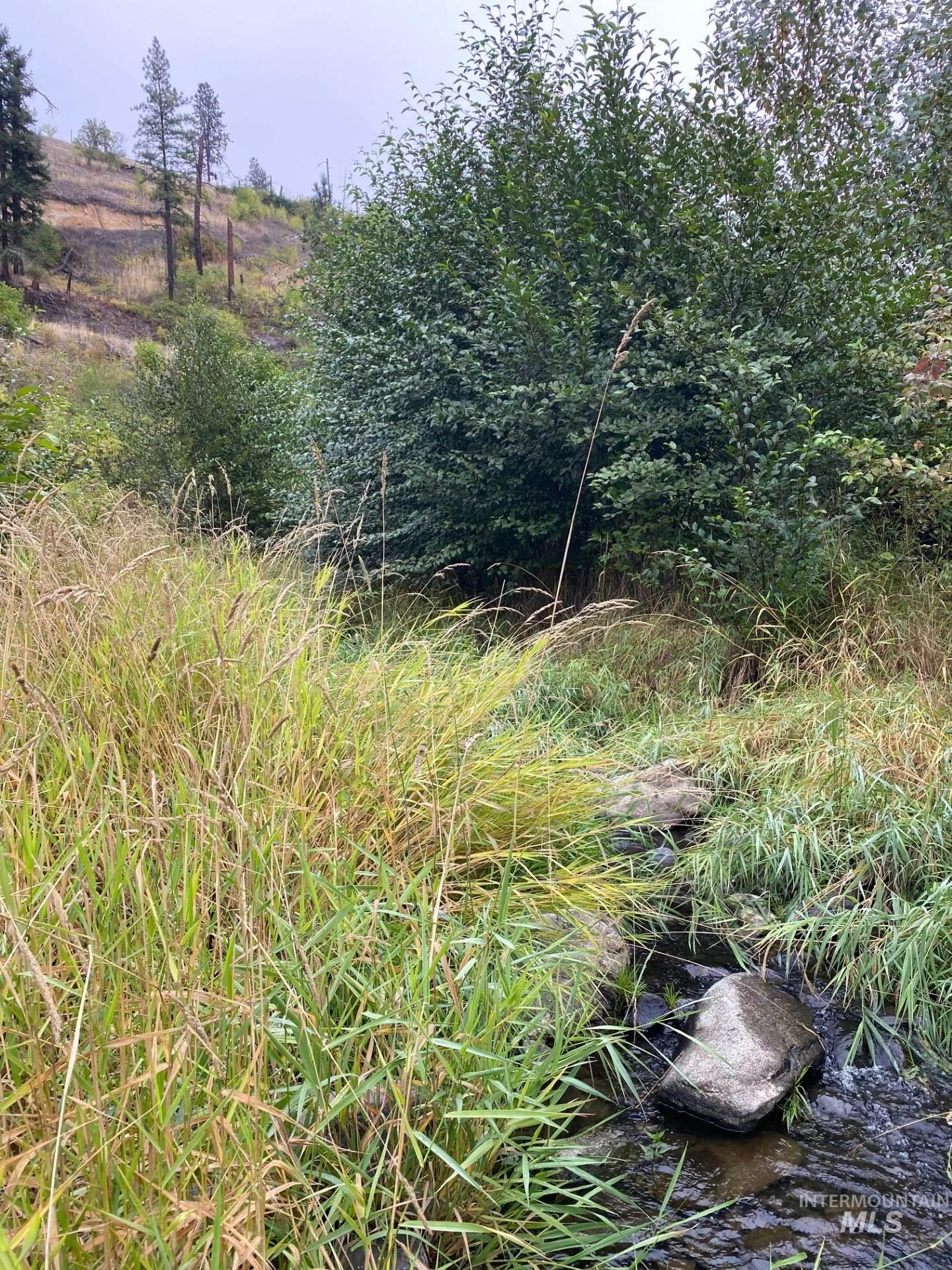 View of local wilderness