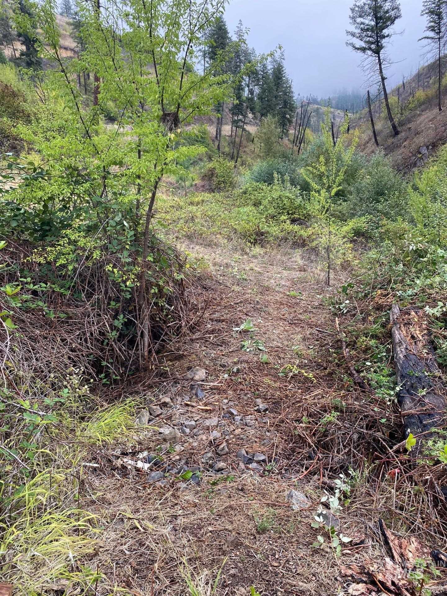 View of local wilderness