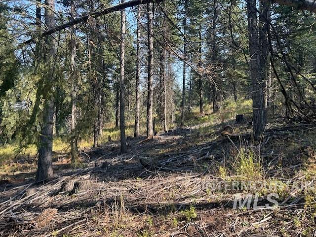 View of local wilderness