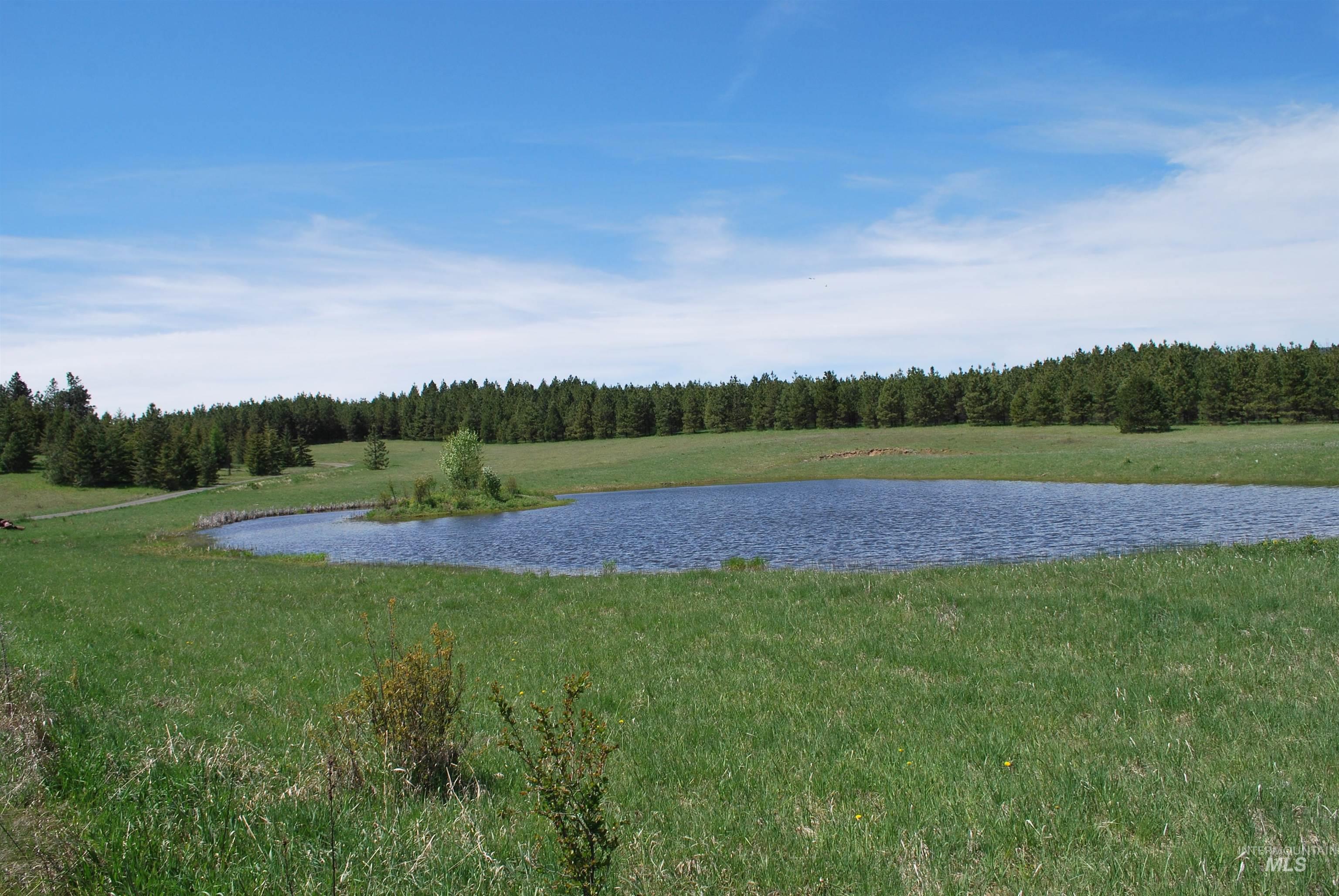 Water view featuring a forest