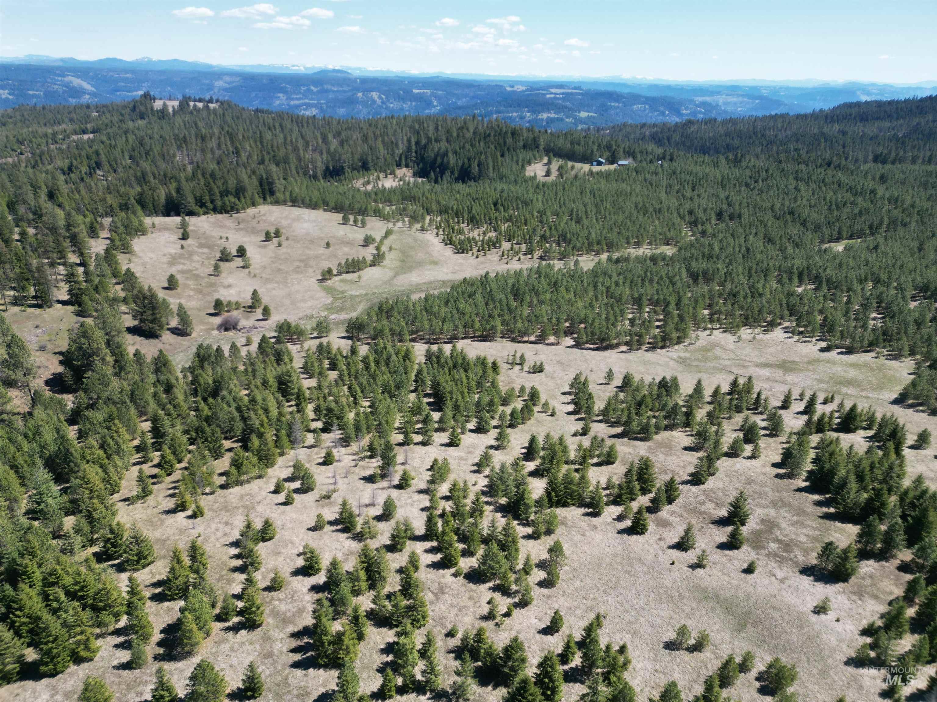 Aerial view of a forest