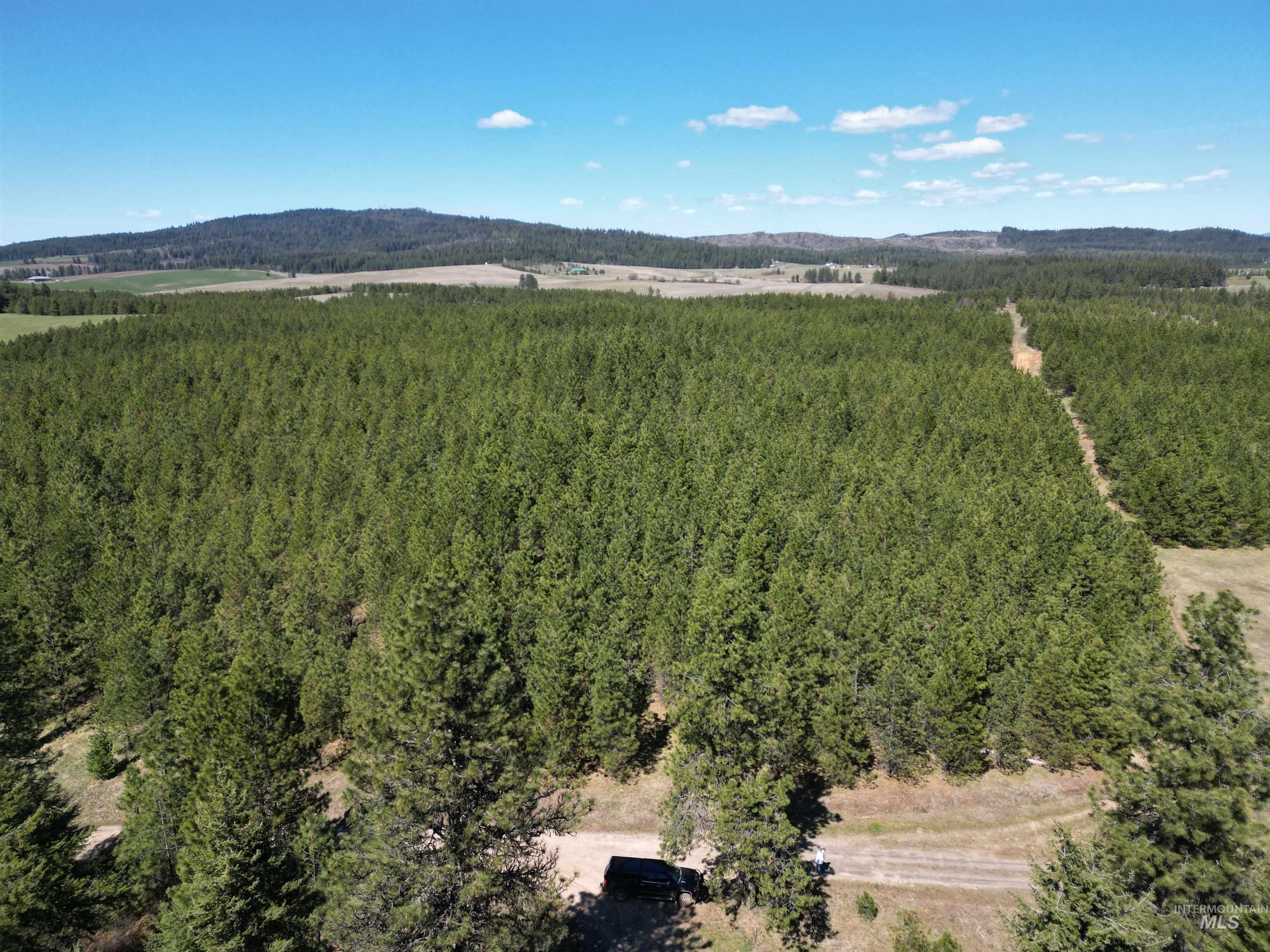 Bird's eye view of a forest
