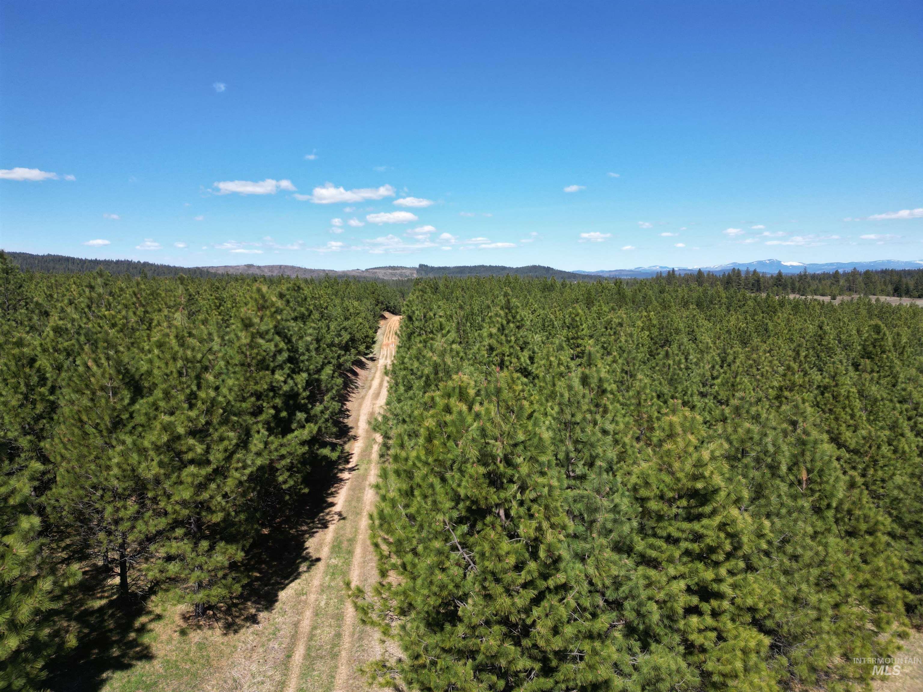 Drone / aerial view of a forest