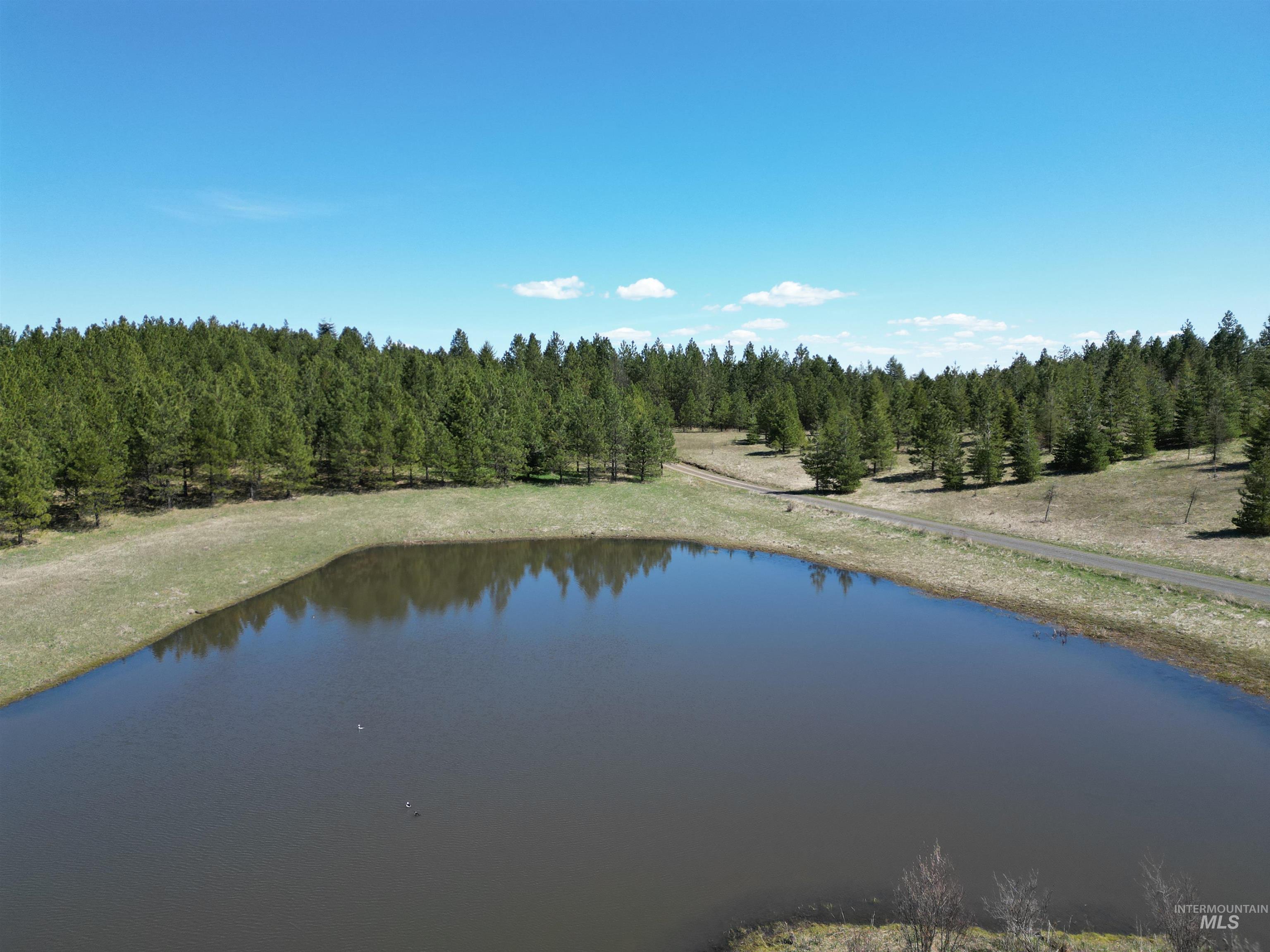 Water view with a forest