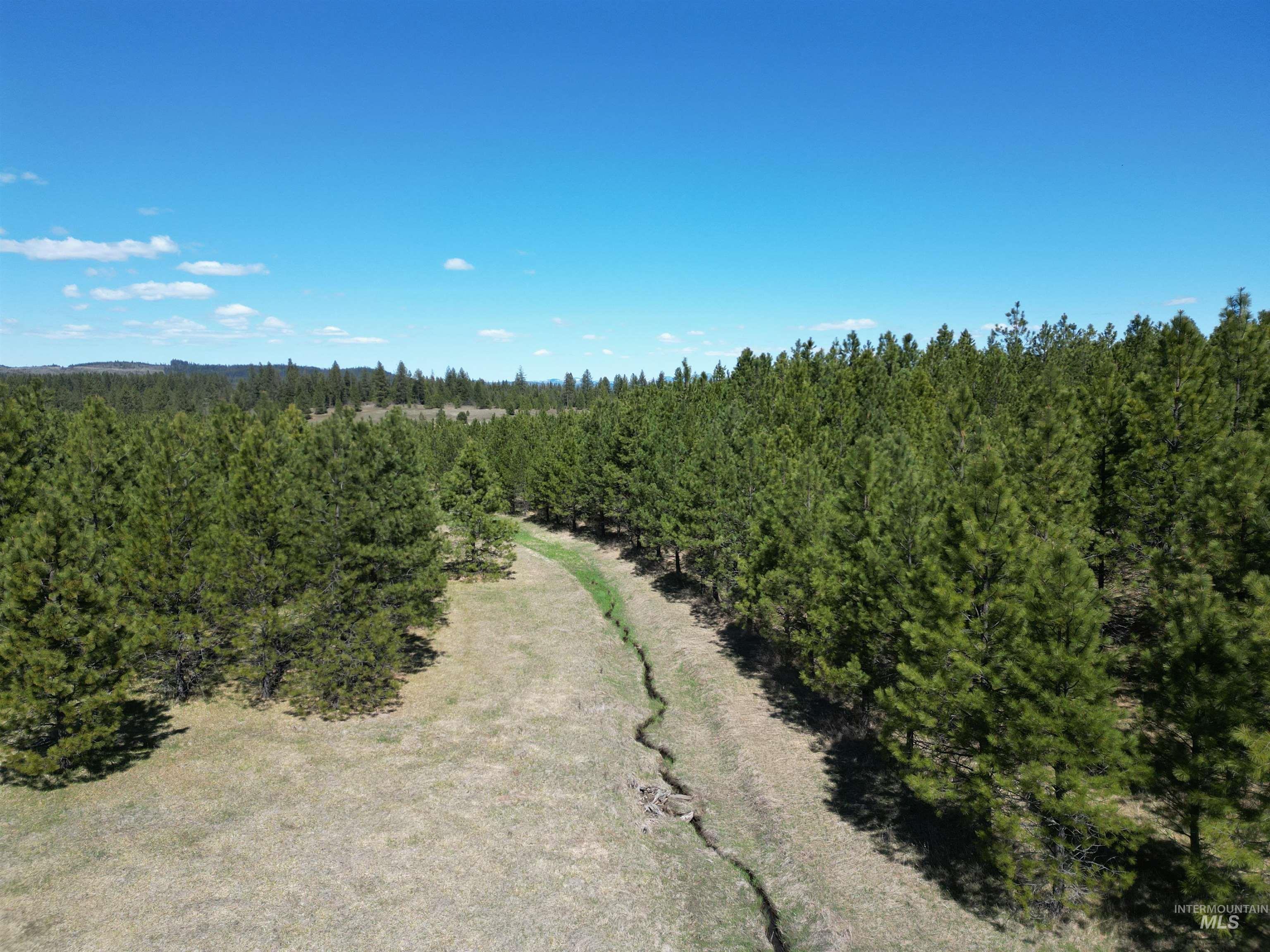Drone / aerial view of a forest