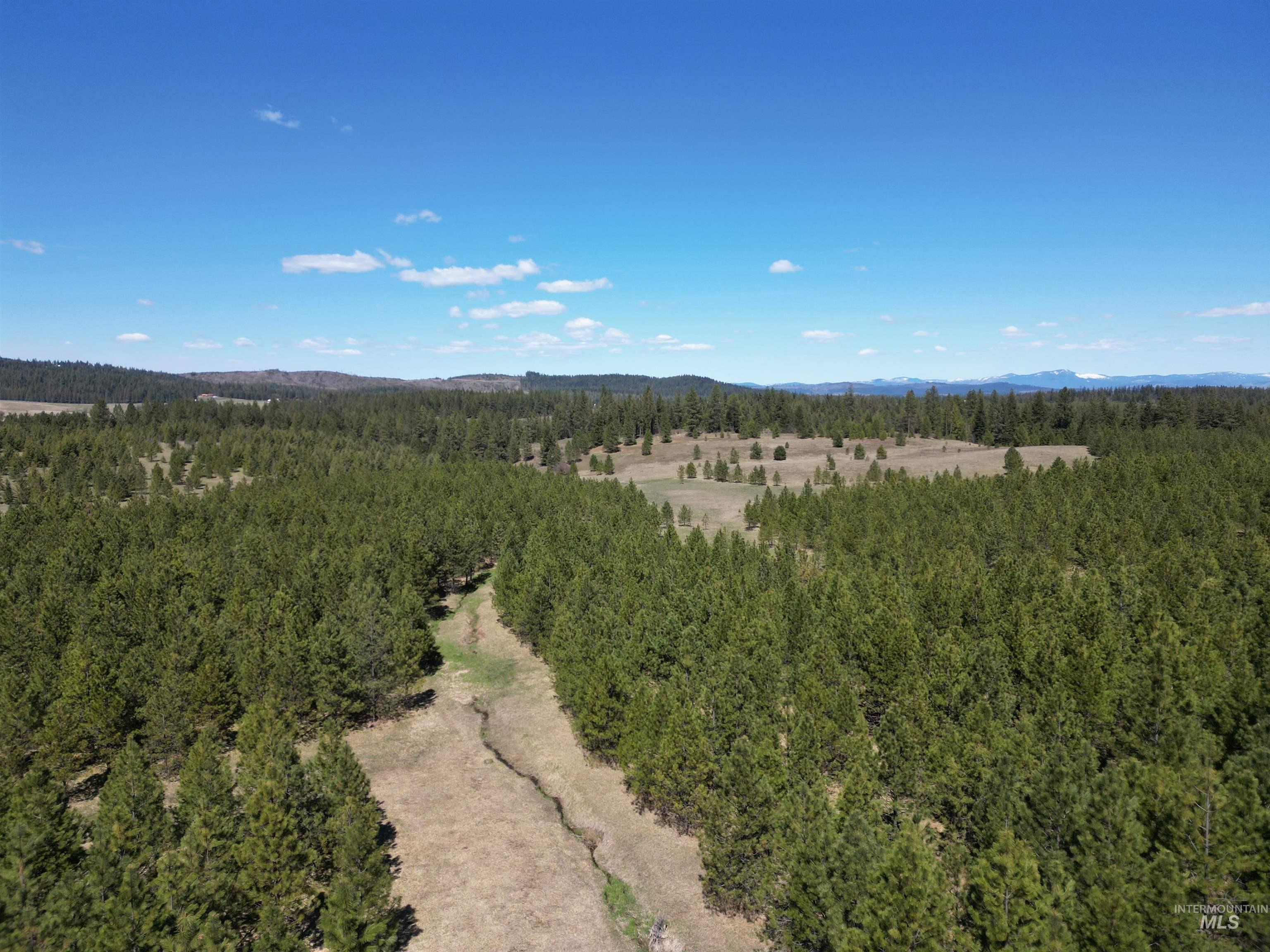 Bird's eye view of a forest and a mountainous background
