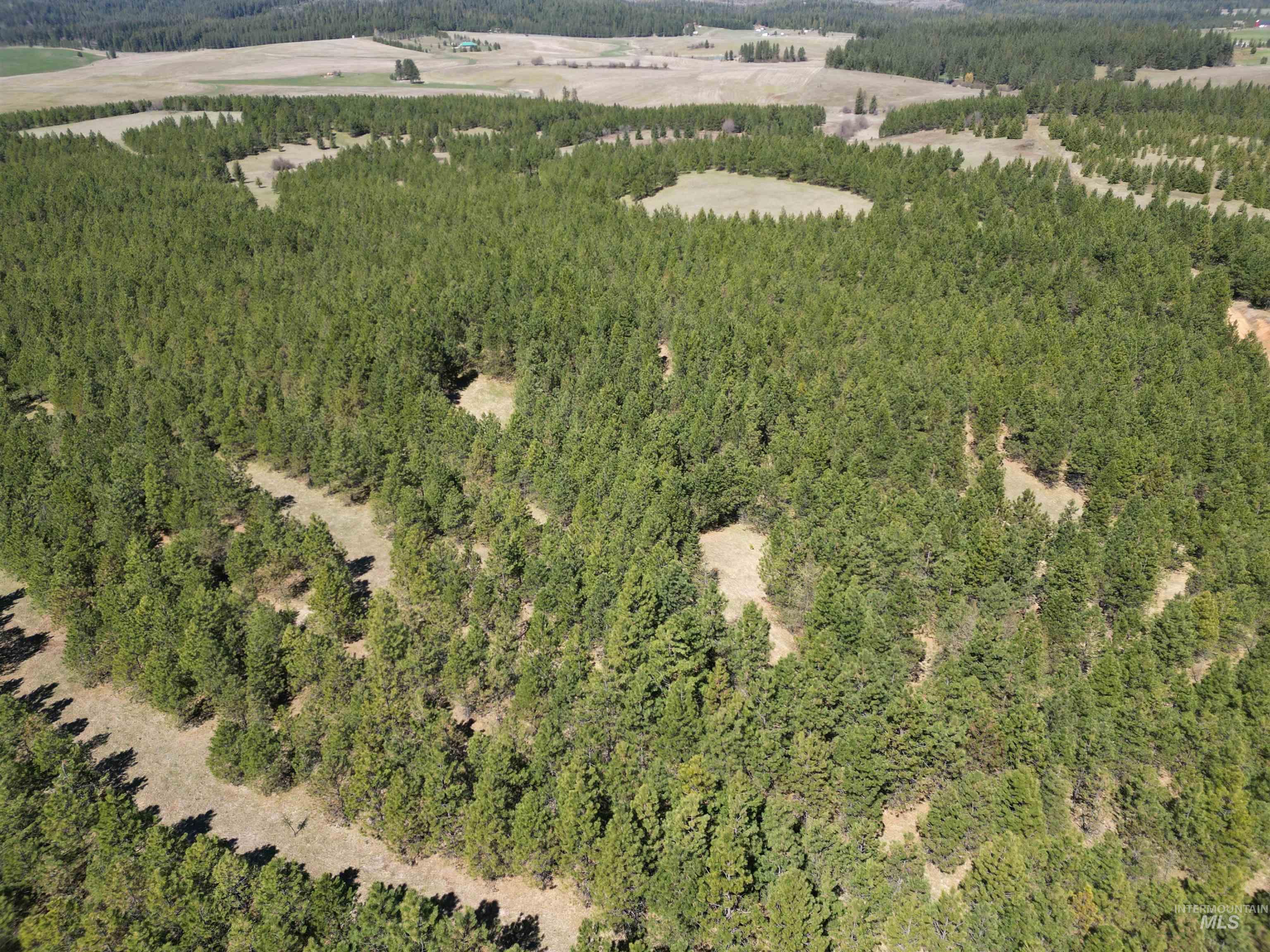 View of property location with a forest