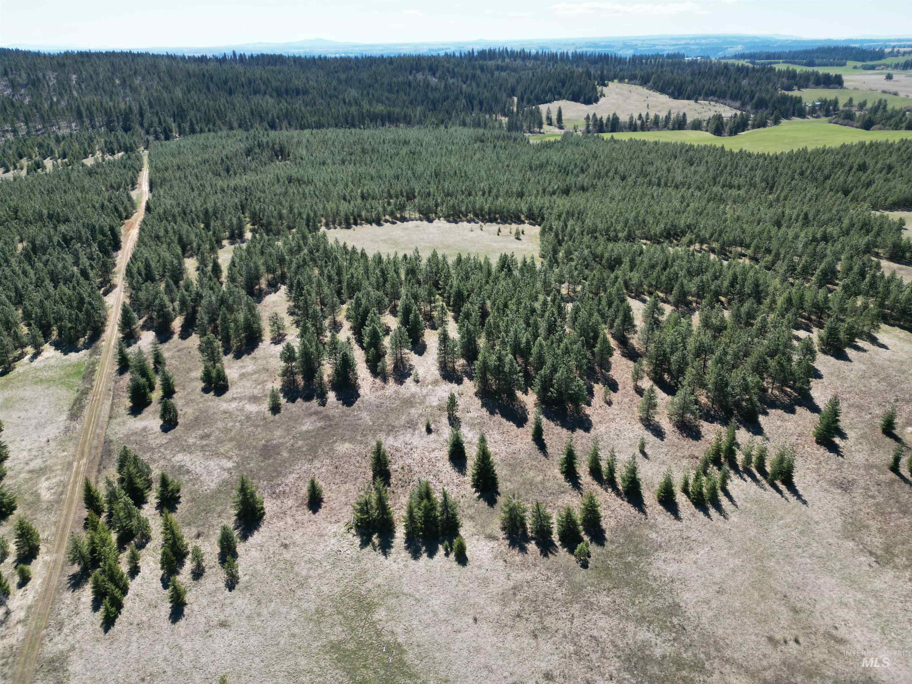 Bird's eye view of a forest