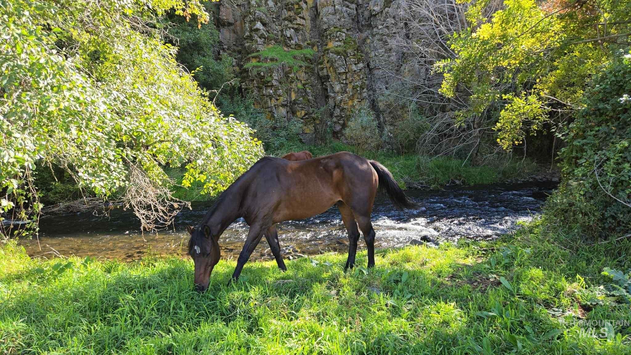 13761 Asotin Creek Rd, Asotin, Washington 99402, Land For Sale, Price $530,000, 98964062