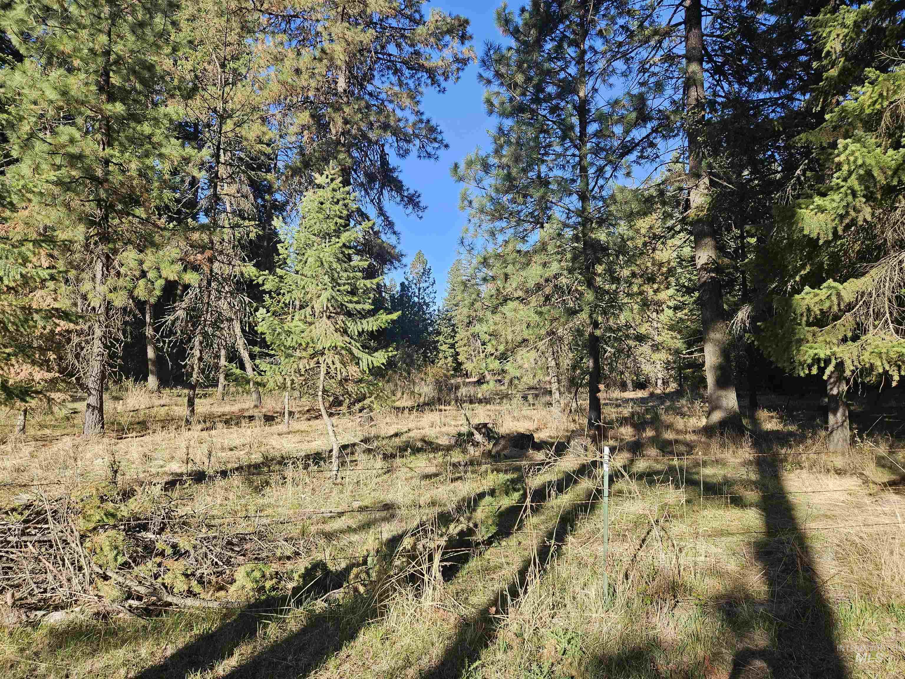 View of woods