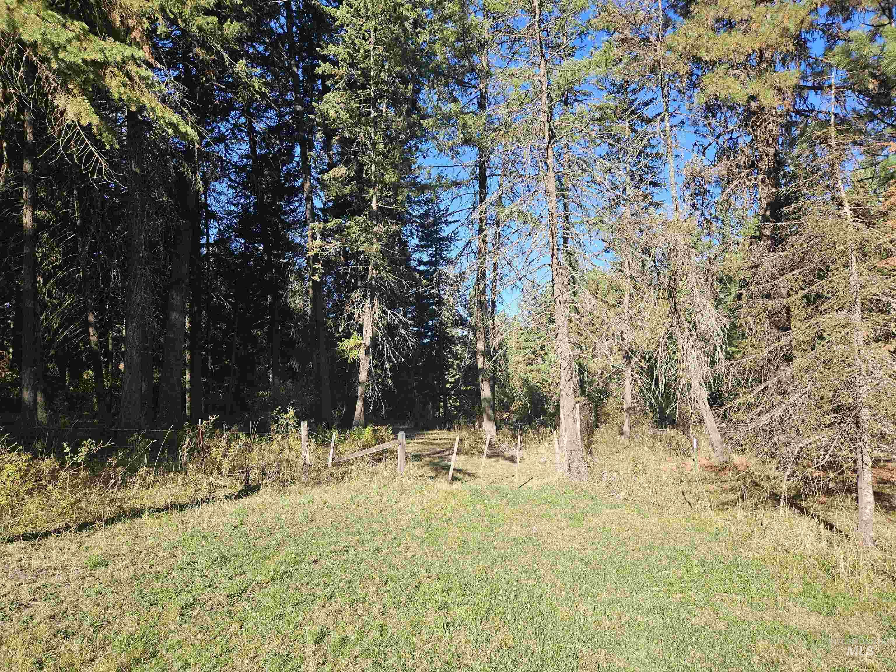 View of tree filled area