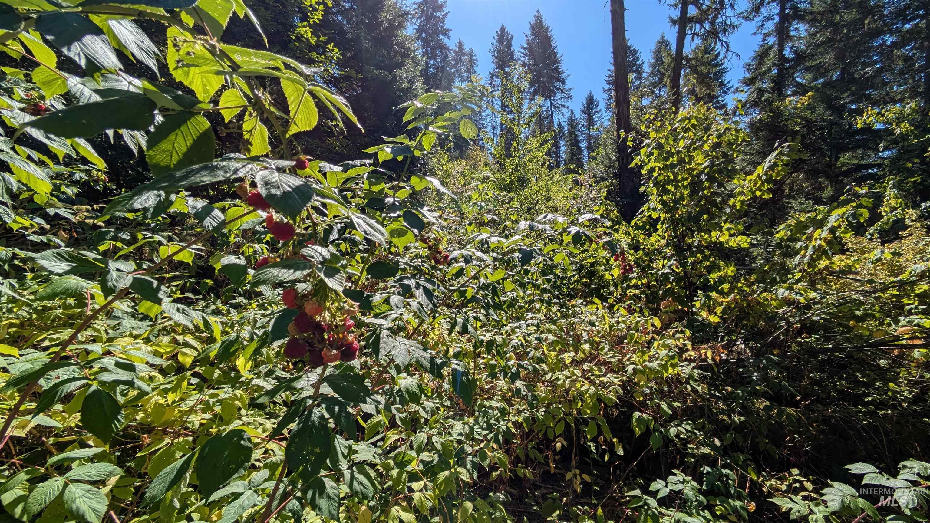 1893 Tom Ho Rd, Orofino, Idaho 83544, Residential For Sale, Price $239,000, 98964455