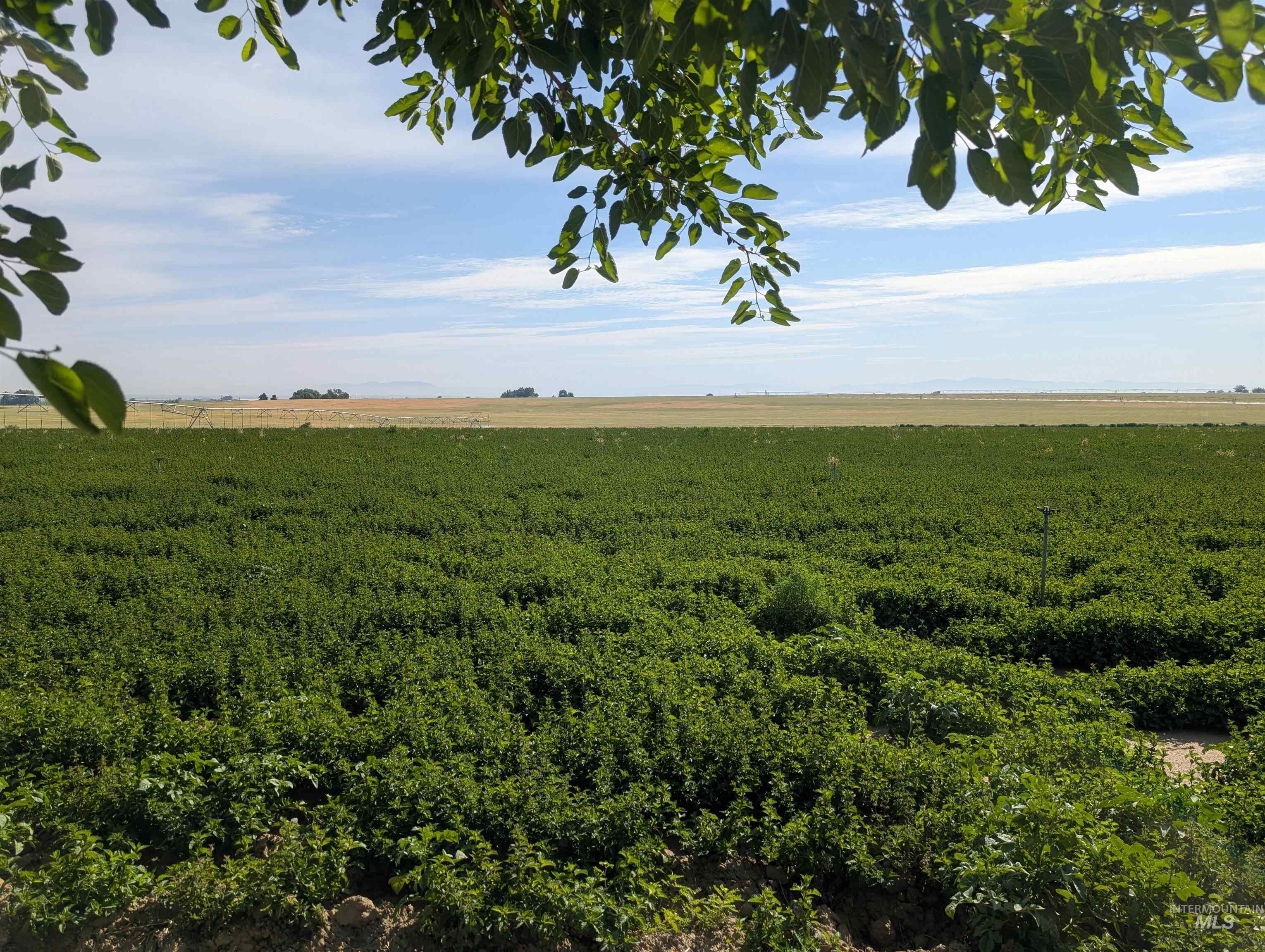 2025 crop of peppermint