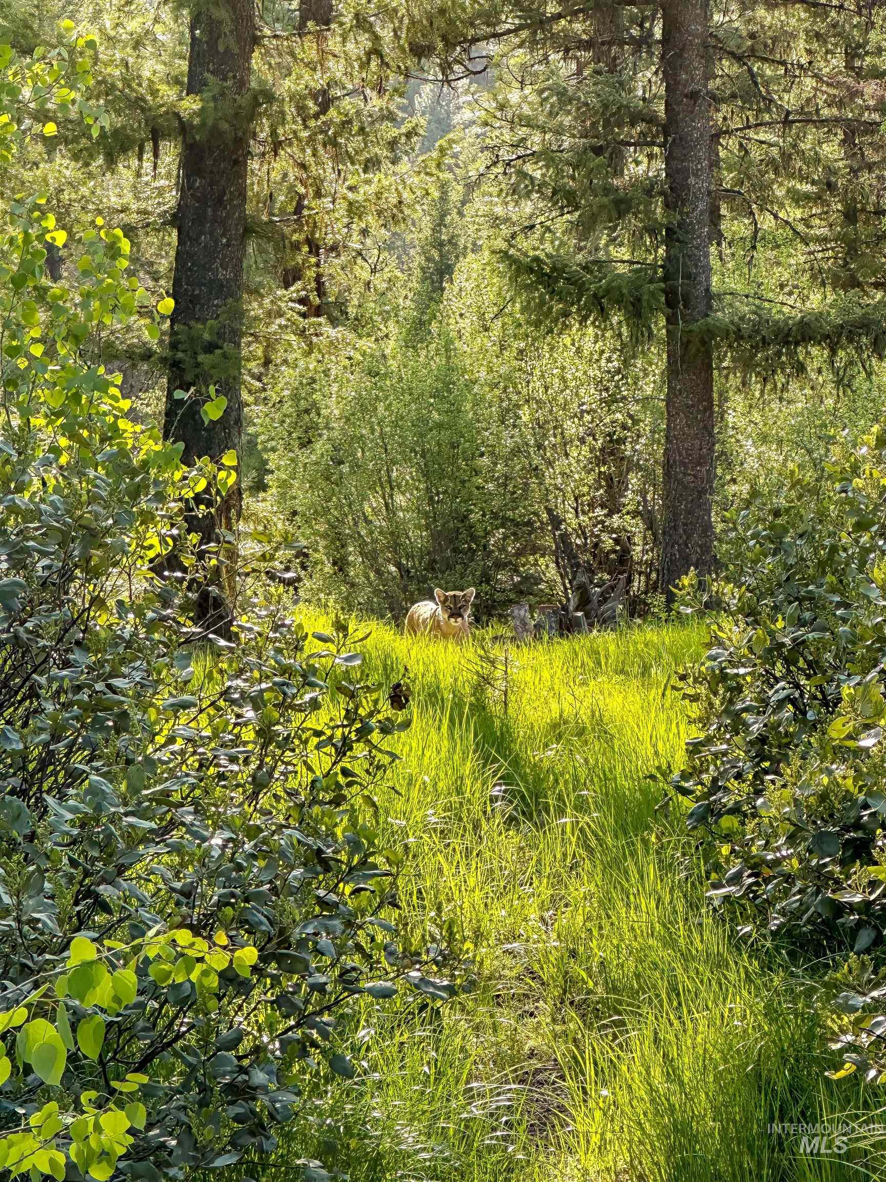 View of wooded area