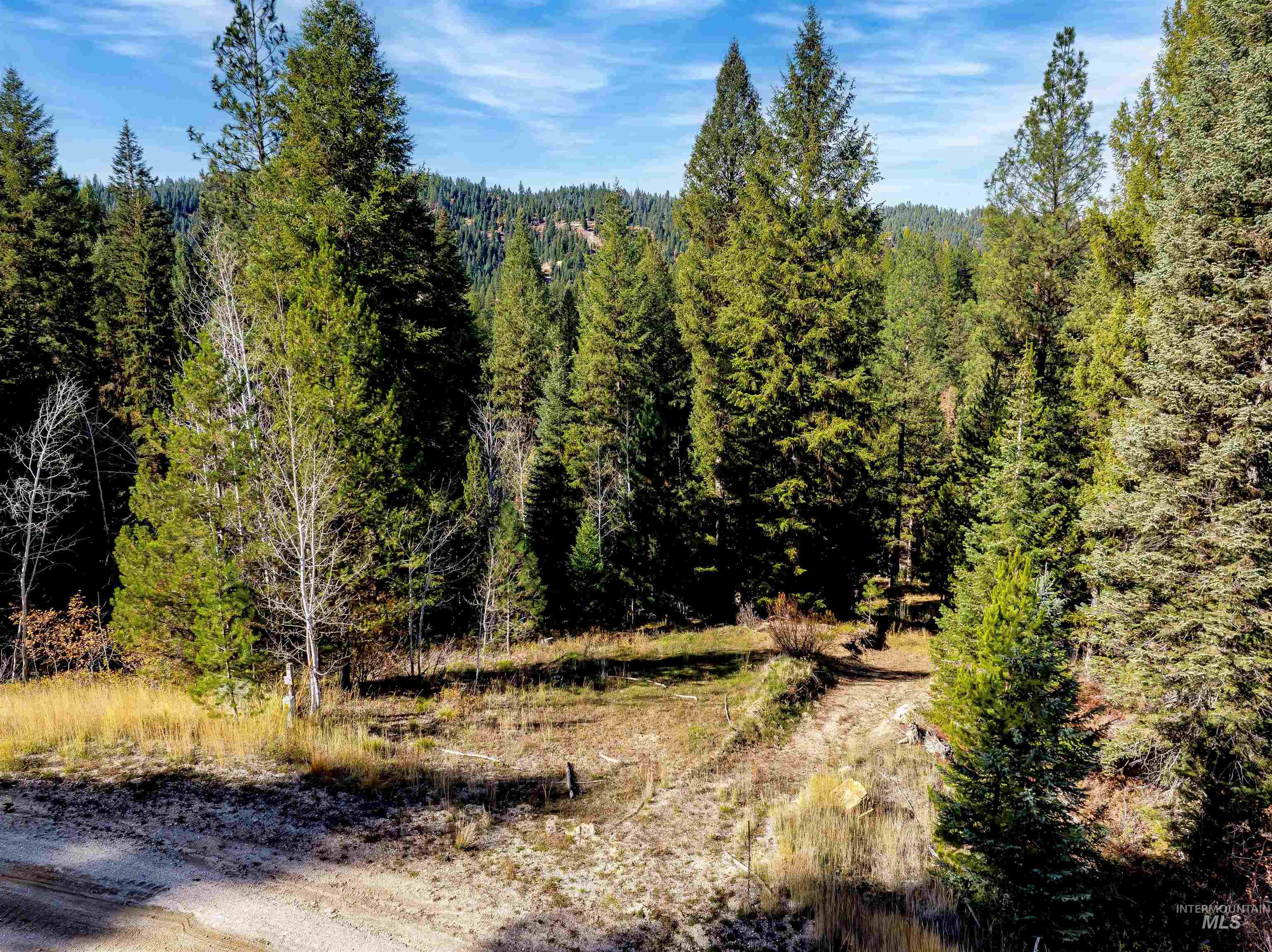 View of tree filled area