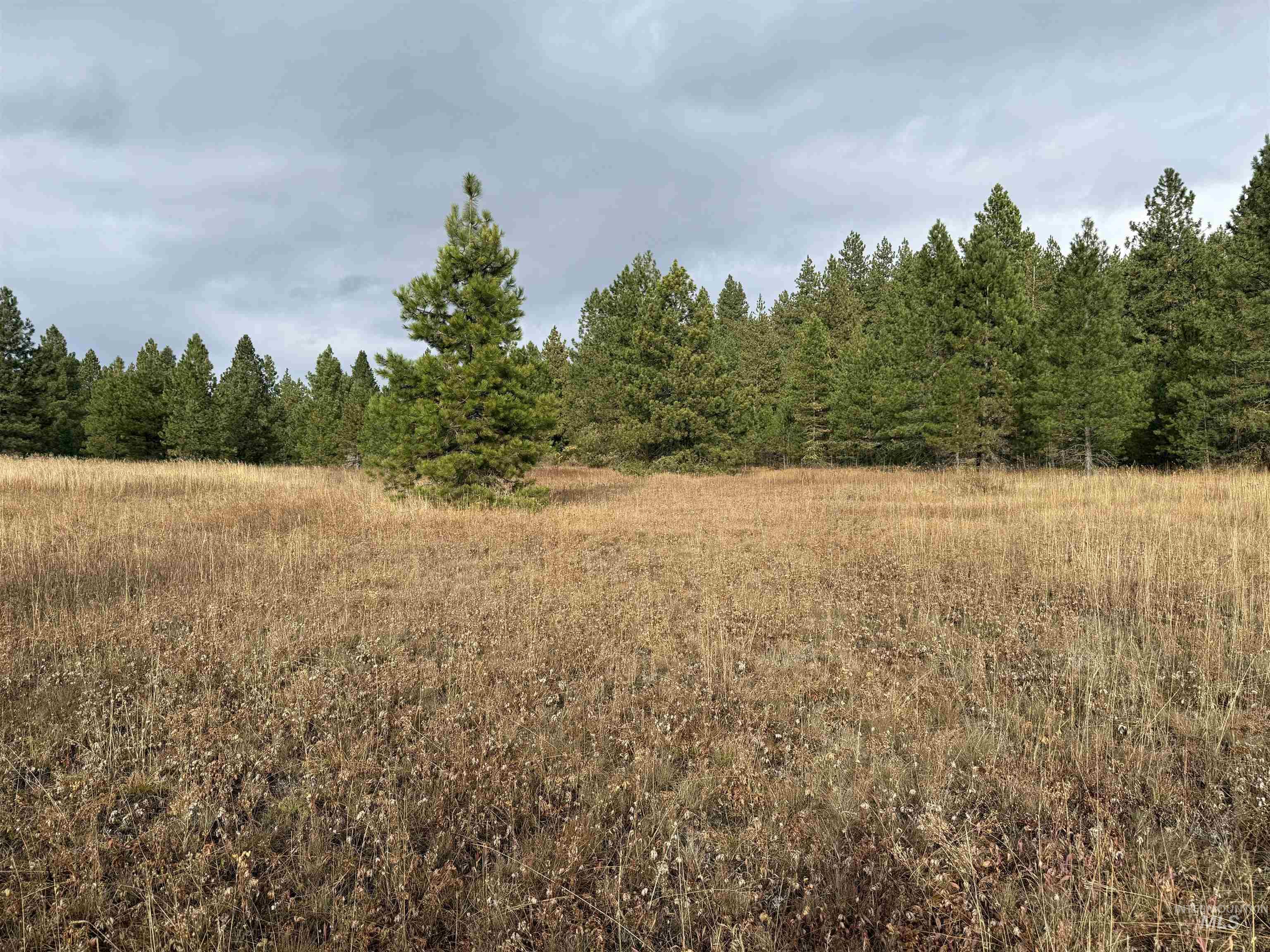 View of wooded area with a view of rural / pastoral area