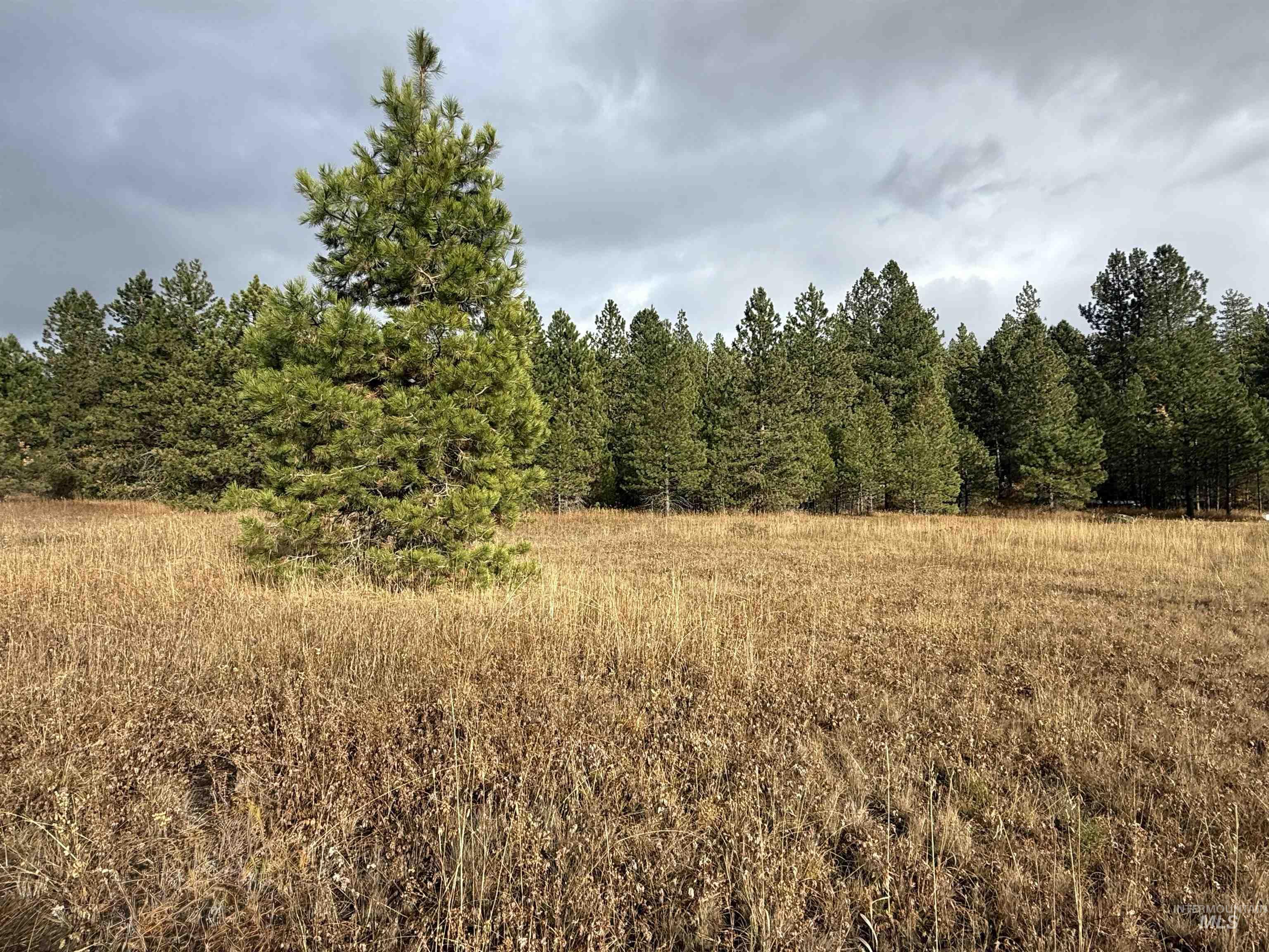 View of woods with a rural view