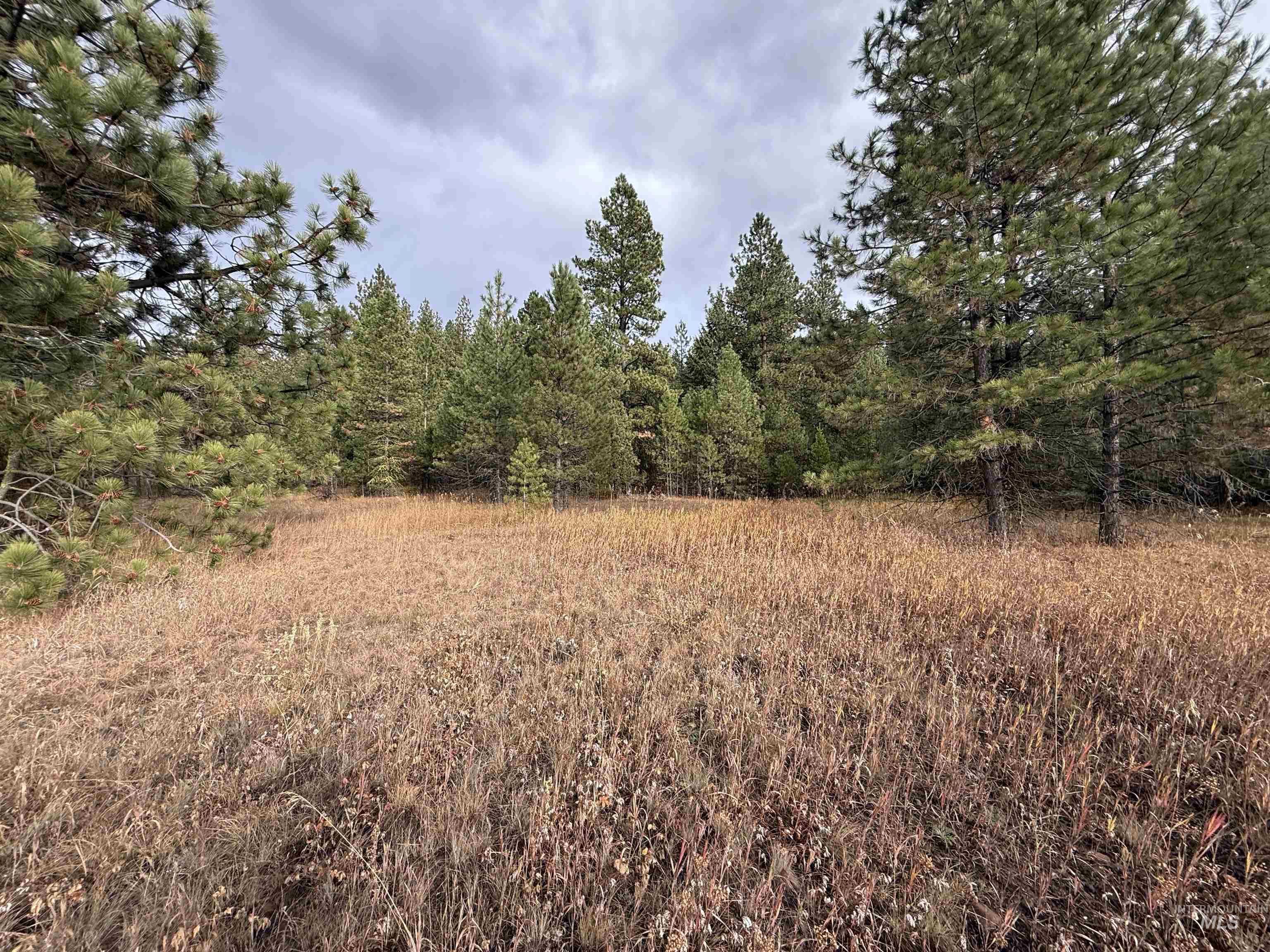 View of tree filled area